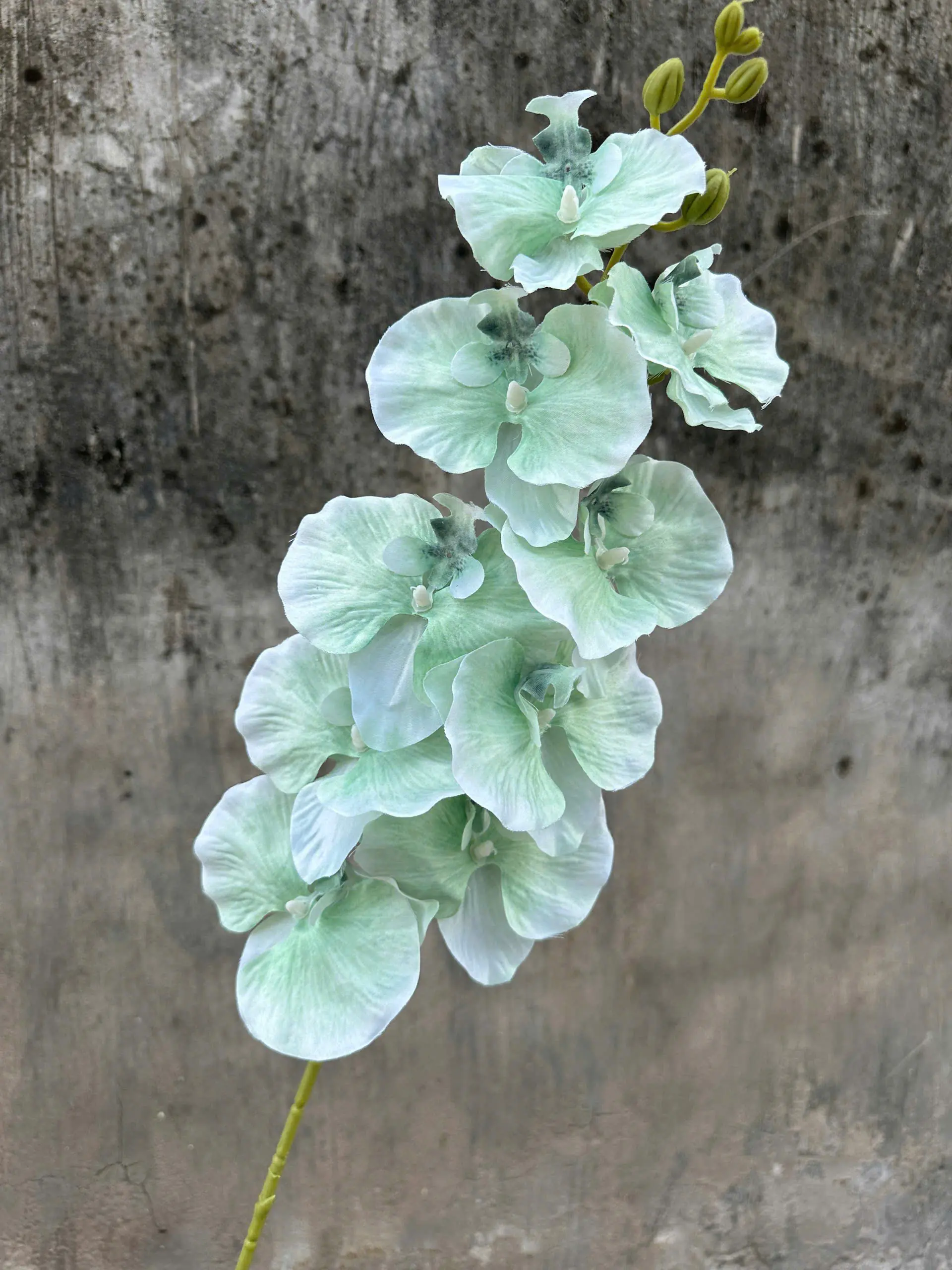 Hoa Lan Xoăn Đủ Màu - Ảnh 4