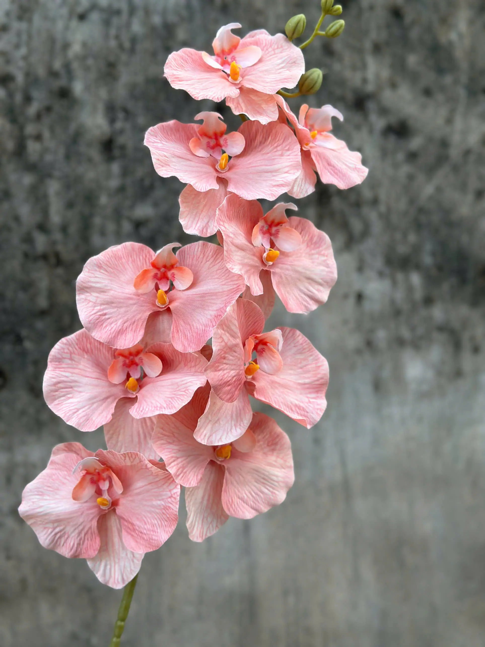 Hoa Lan Xoăn Đủ Màu - Ảnh 7