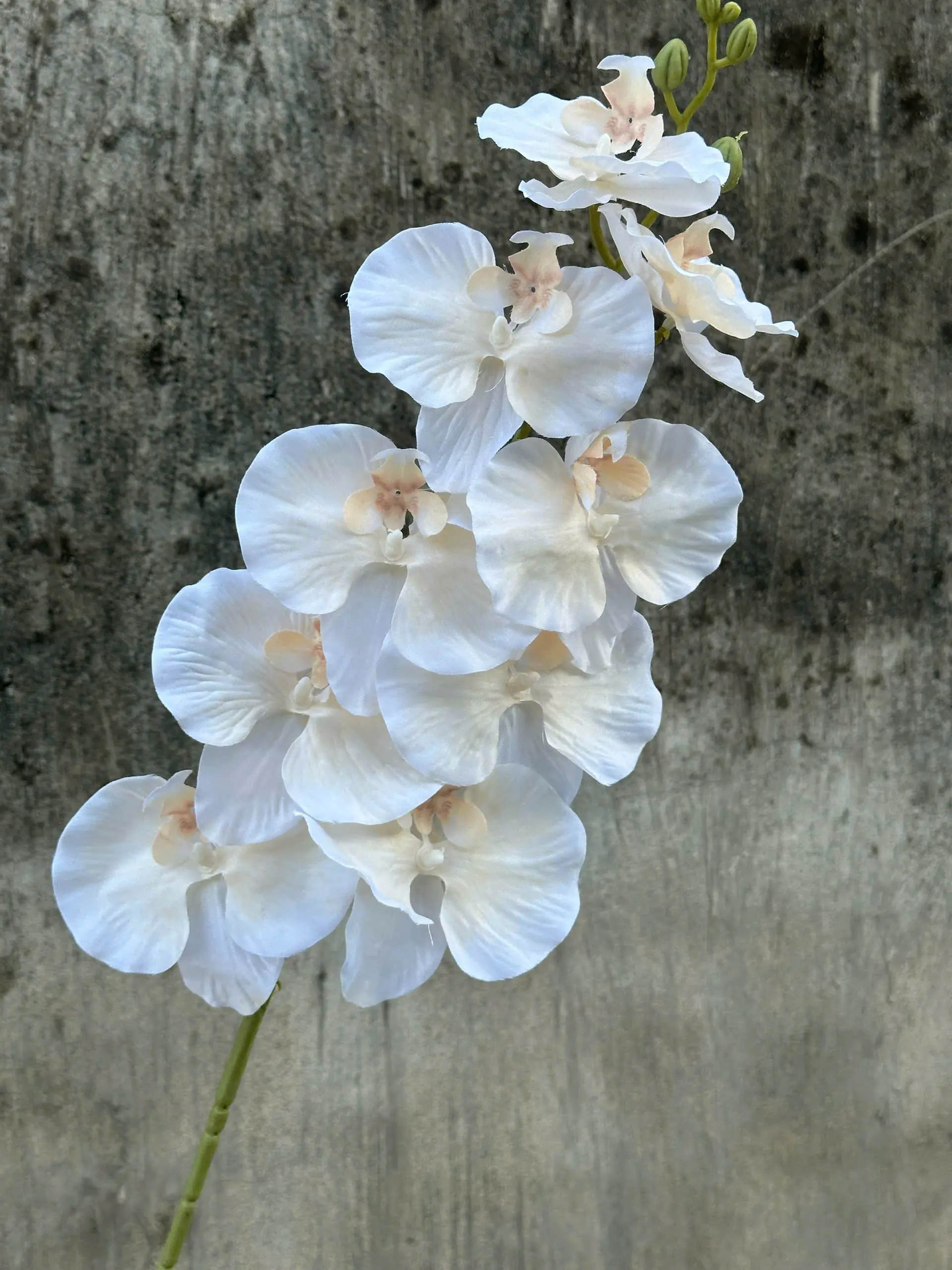 Hoa Lan Xoăn Đủ Màu - Ảnh 8