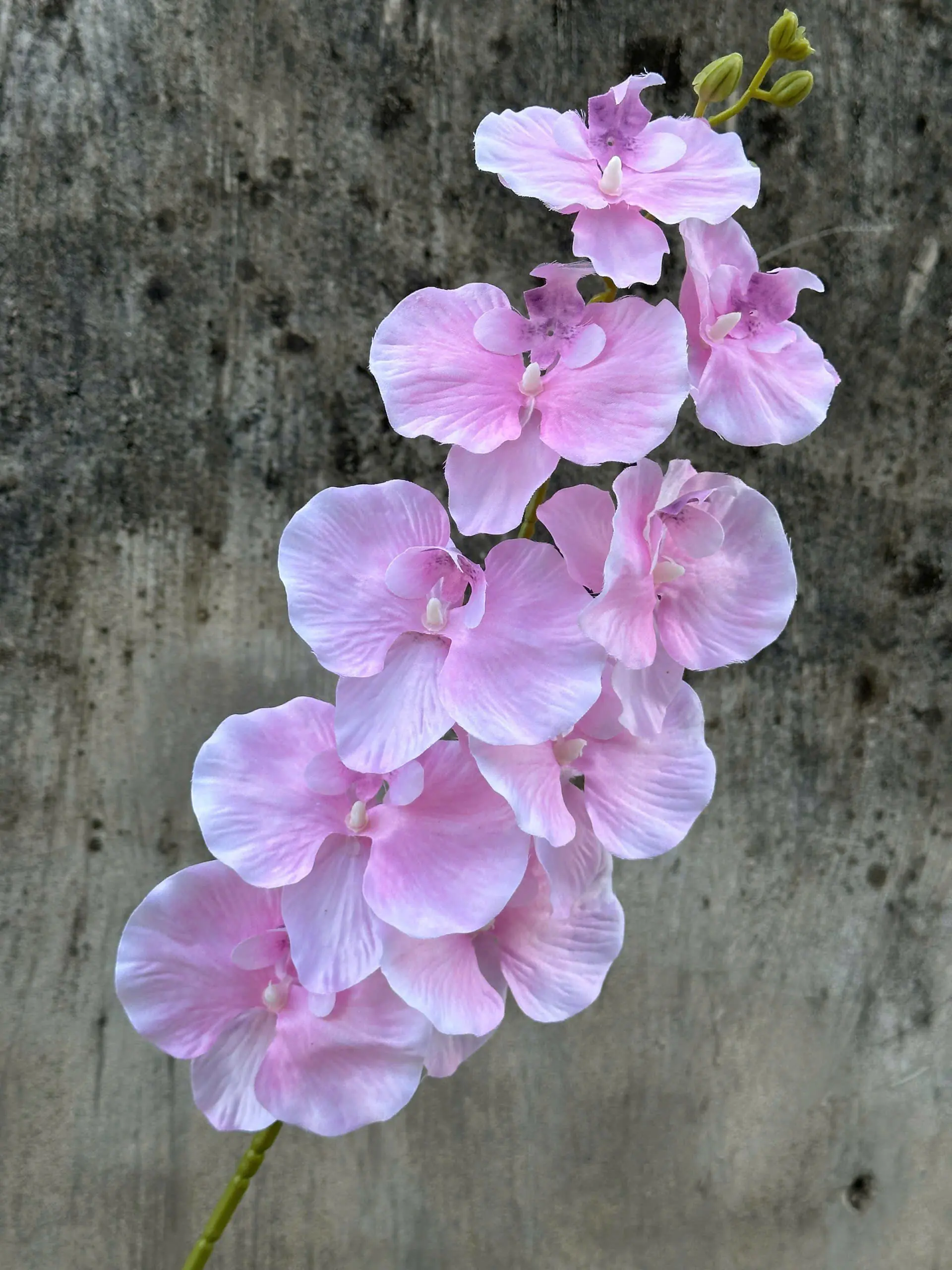 Hoa Lan Xoăn Đủ Màu - Ảnh 9