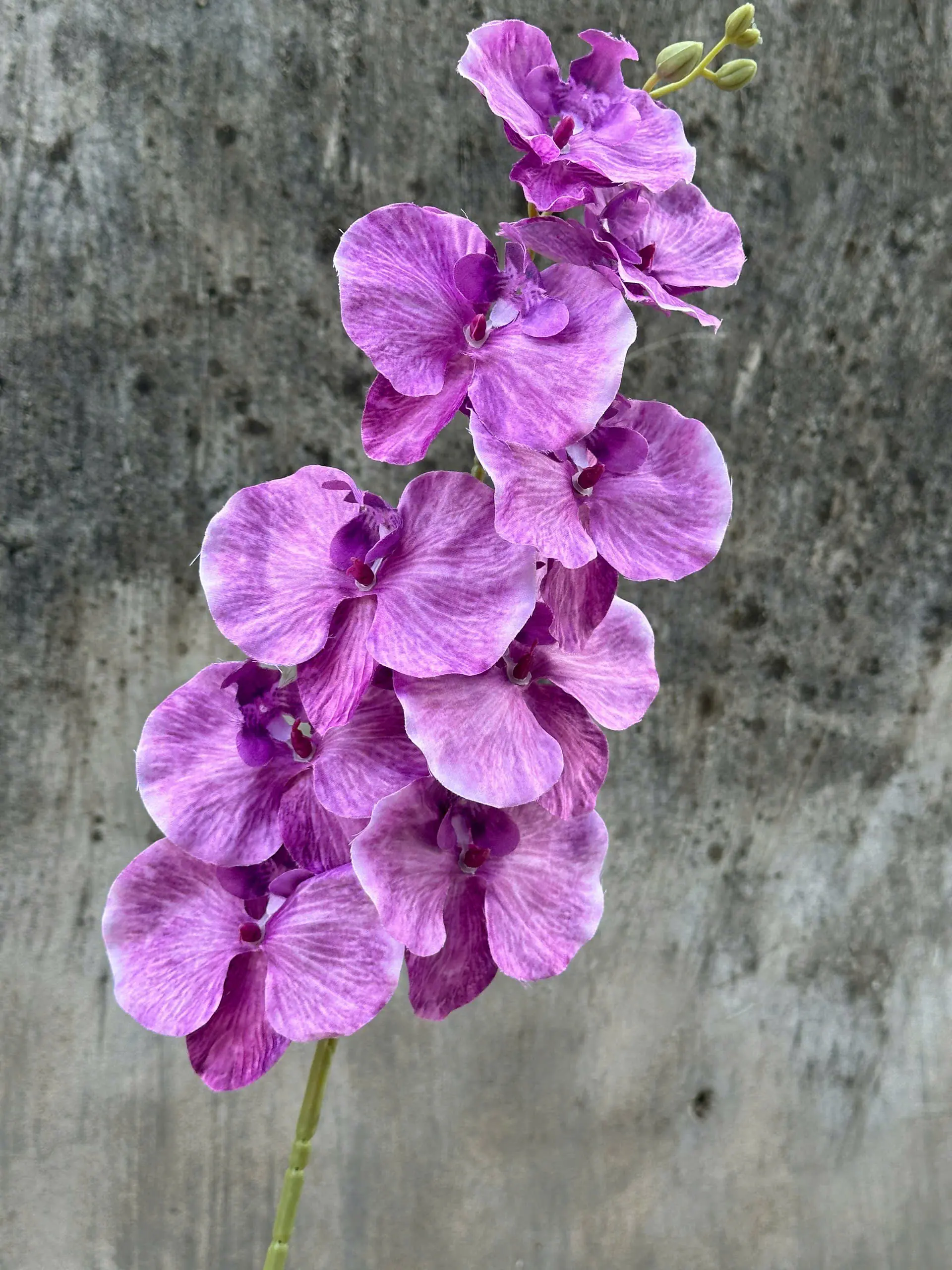 Hoa Lan Xoăn Đủ Màu - Ảnh 11