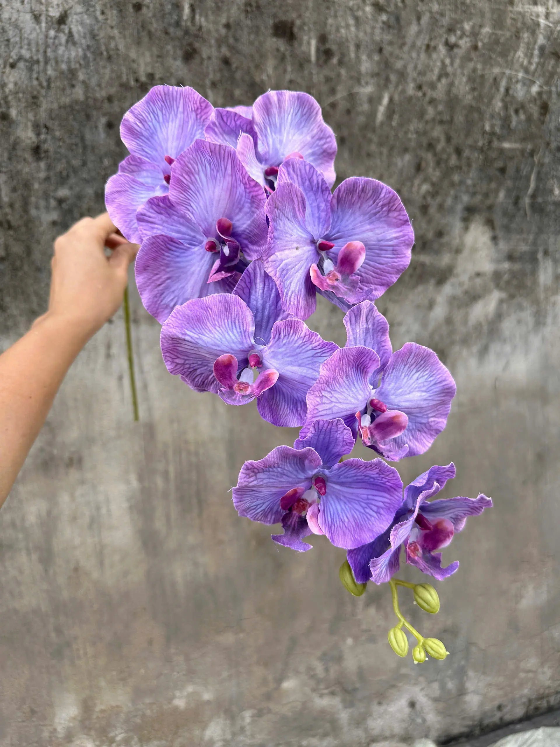 Hoa Lan Xoăn Đủ Màu - Ảnh 12