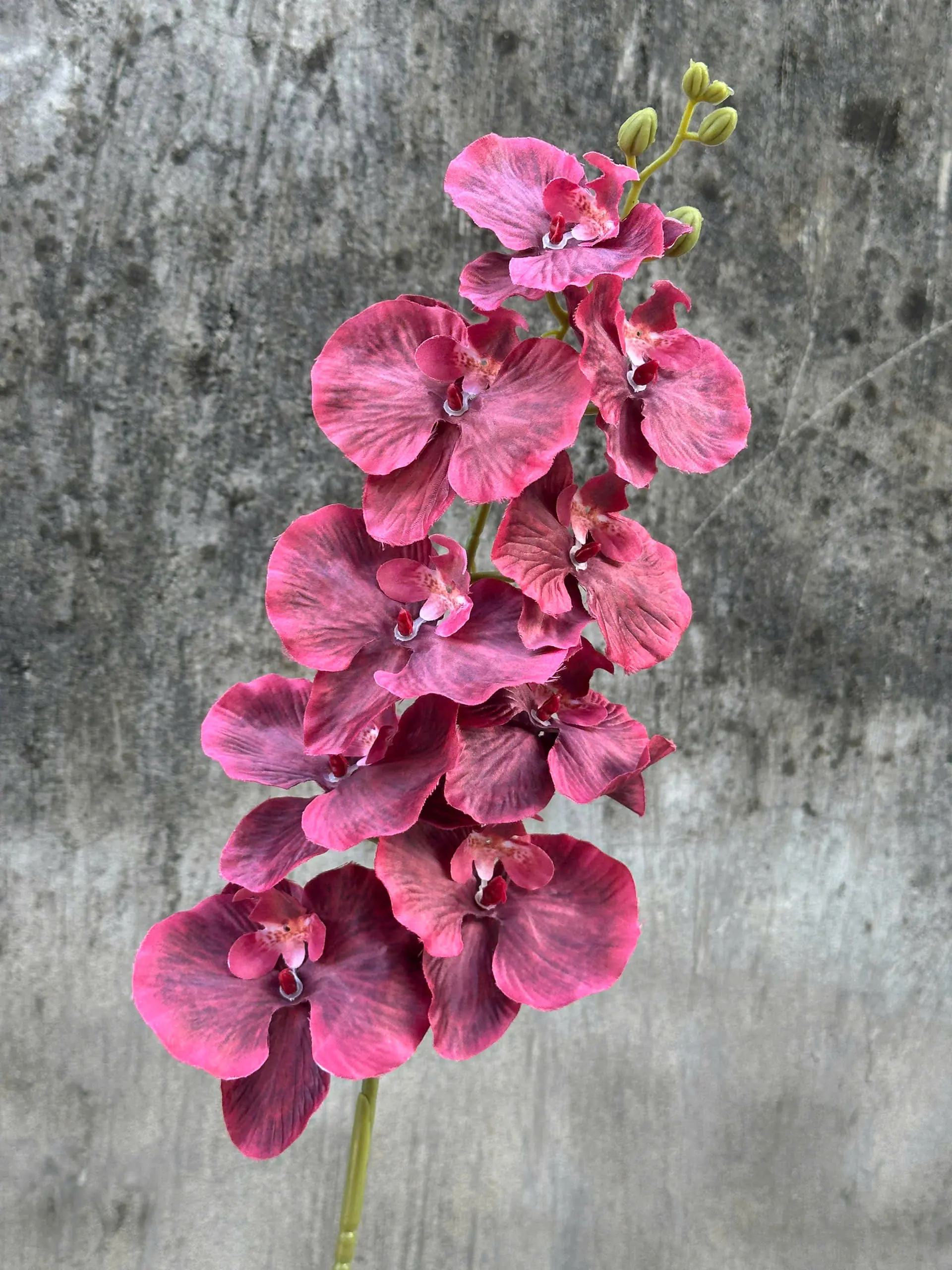 Hoa Lan Xoăn Đủ Màu - Ảnh 13