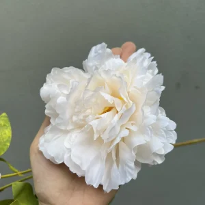 Hoa Mẫu Đơn Đại