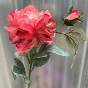 Hoa Mẫu Đơn Nụ Loại 1 Bông