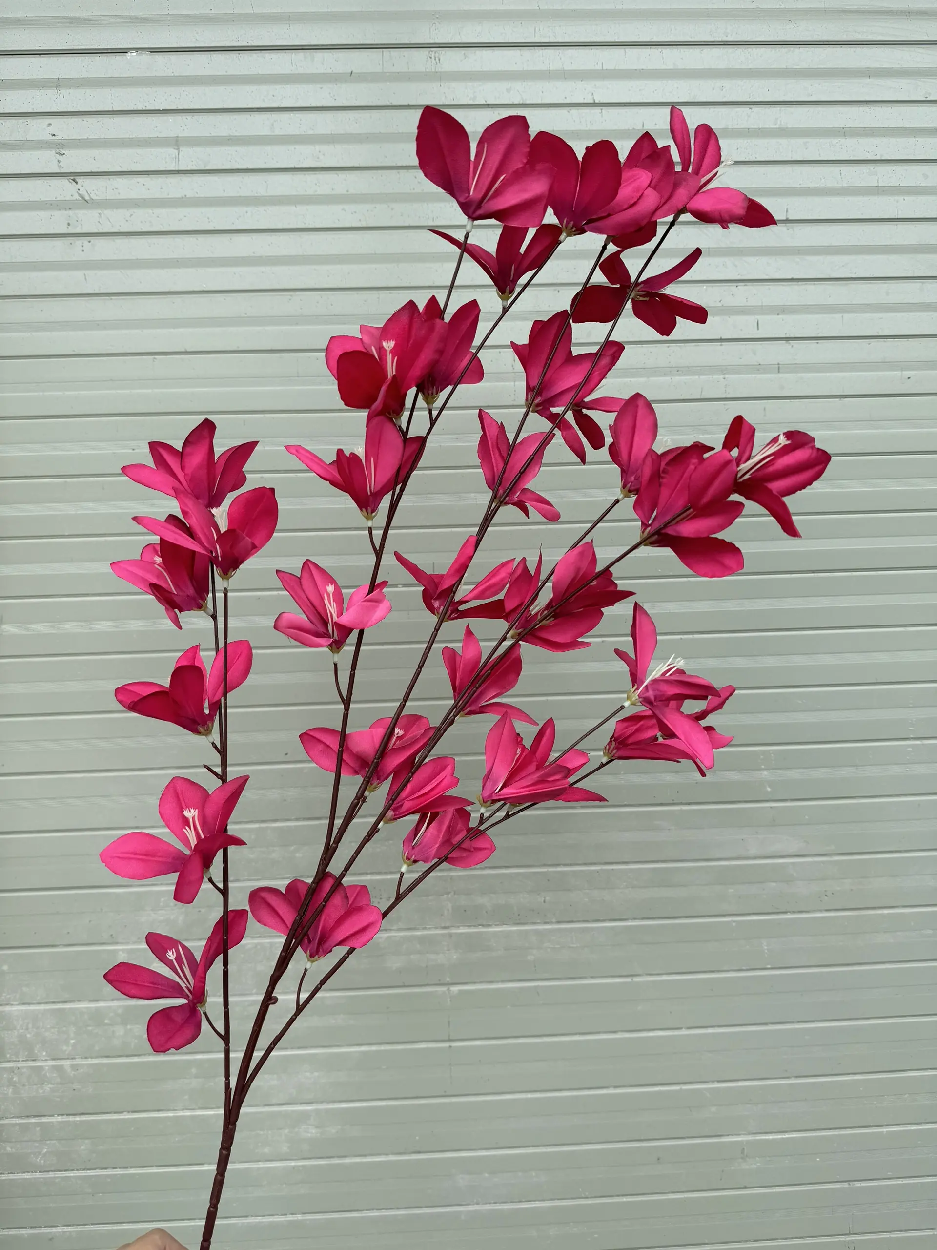 Hoa Ngọc Lan 5 Nhánh - Ảnh 2