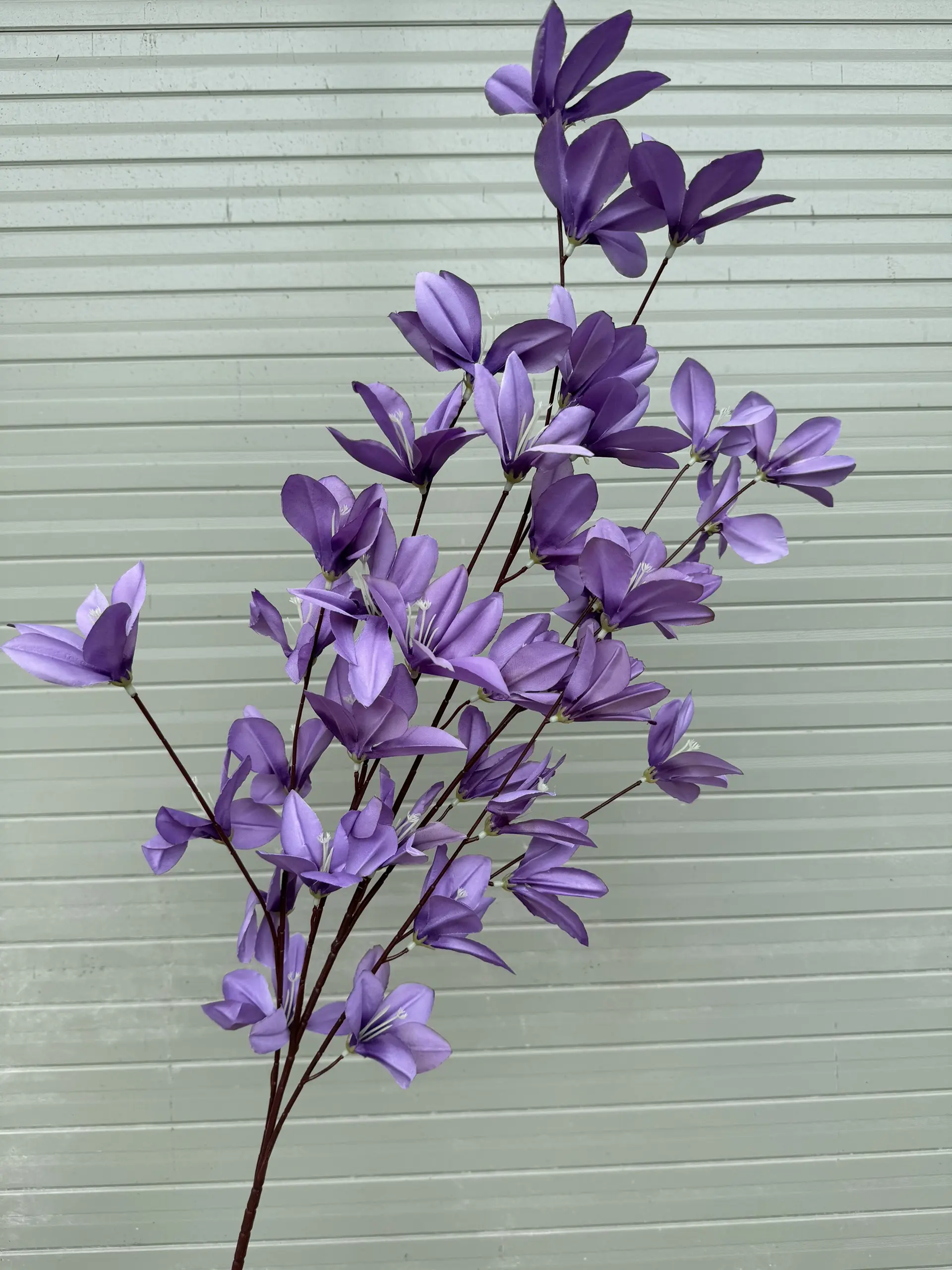 Hoa Ngọc Lan 5 Nhánh - Ảnh 5