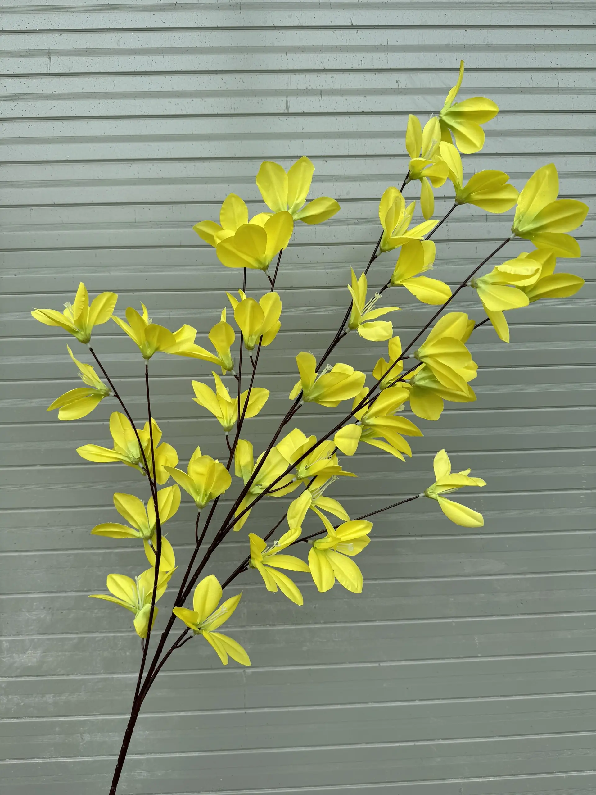 Hoa Ngọc Lan 5 Nhánh - Ảnh 6