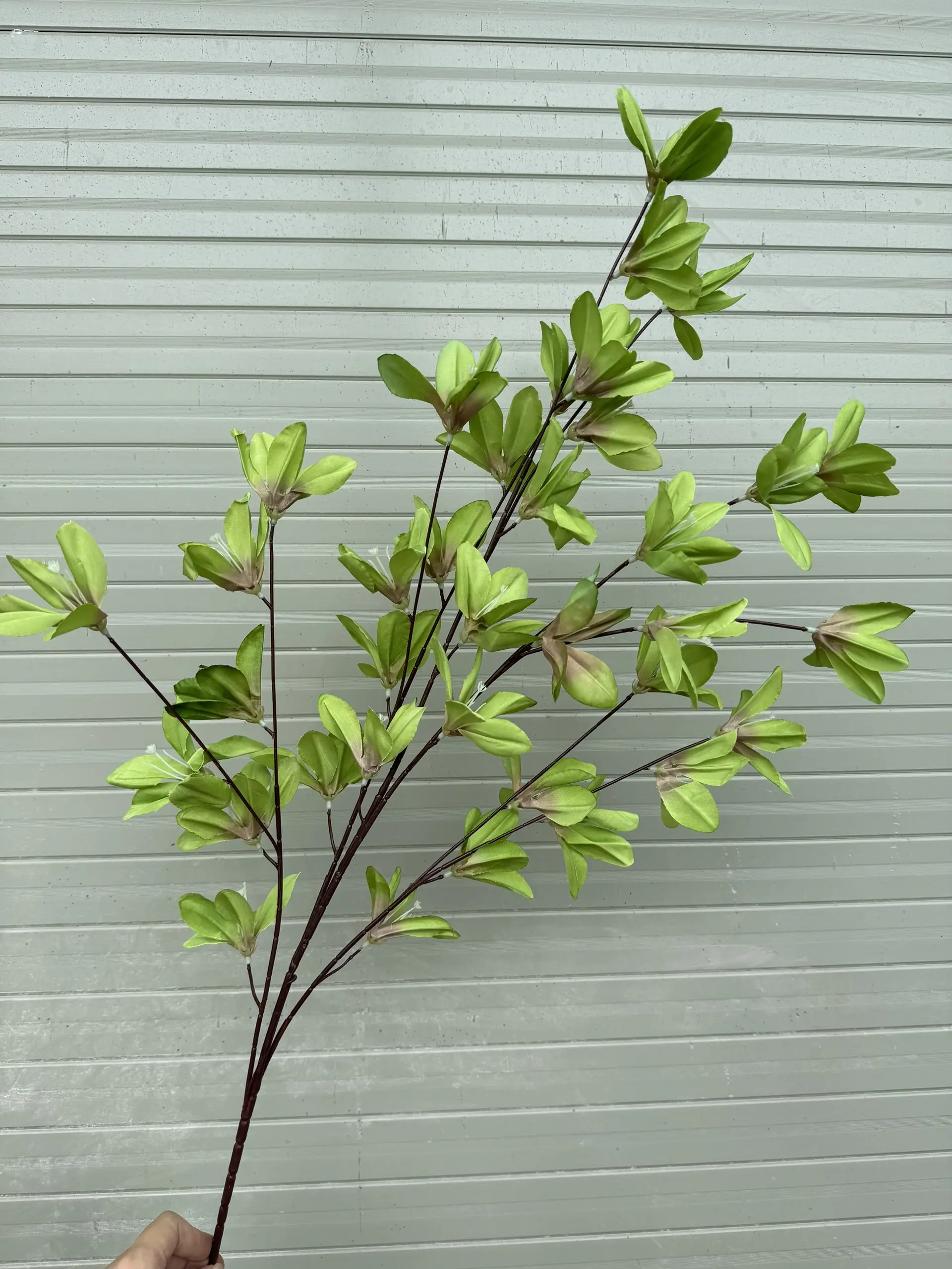 Hoa Ngọc Lan 5 Nhánh - Ảnh 7