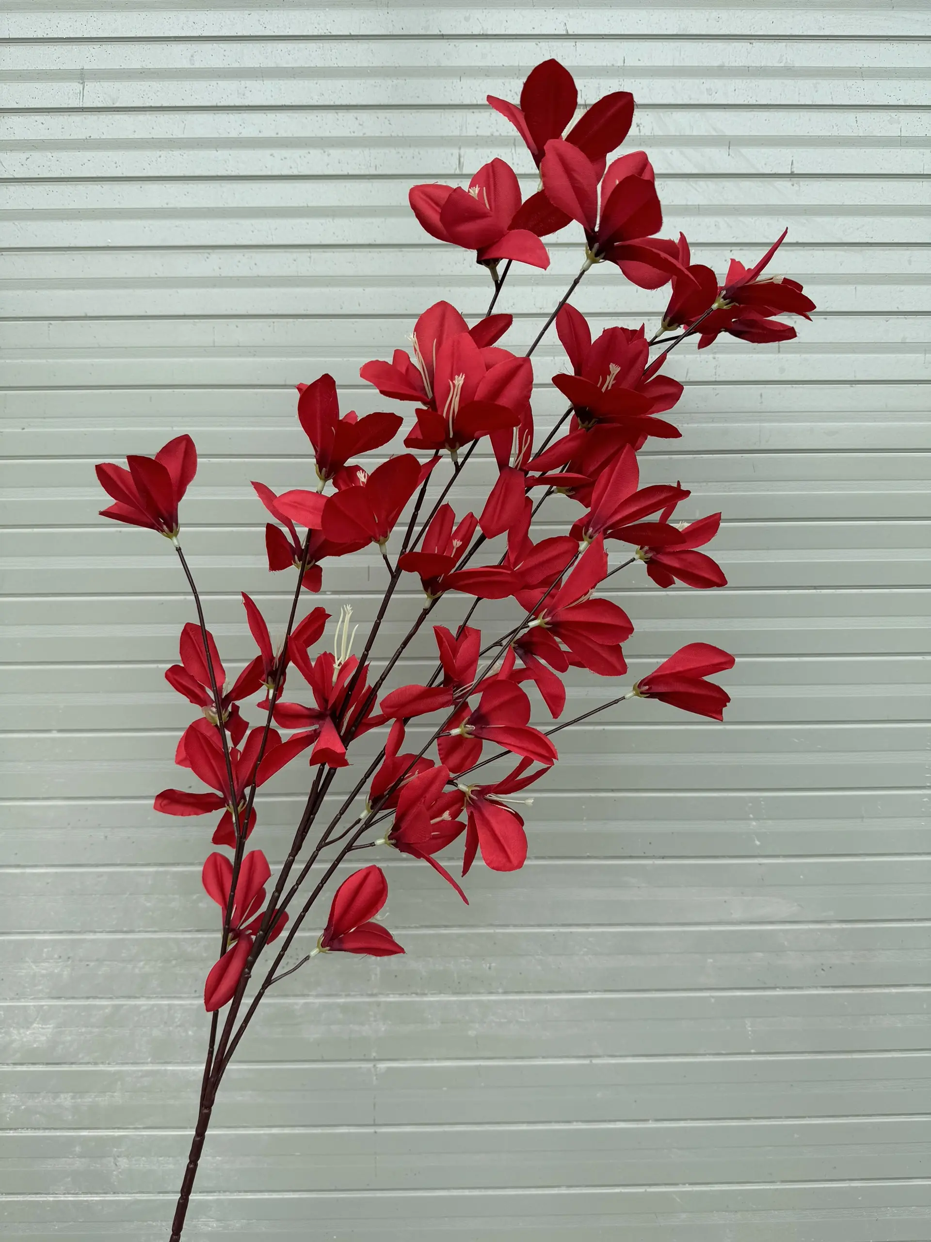 Hoa Ngọc Lan 5 Nhánh - Ảnh 9