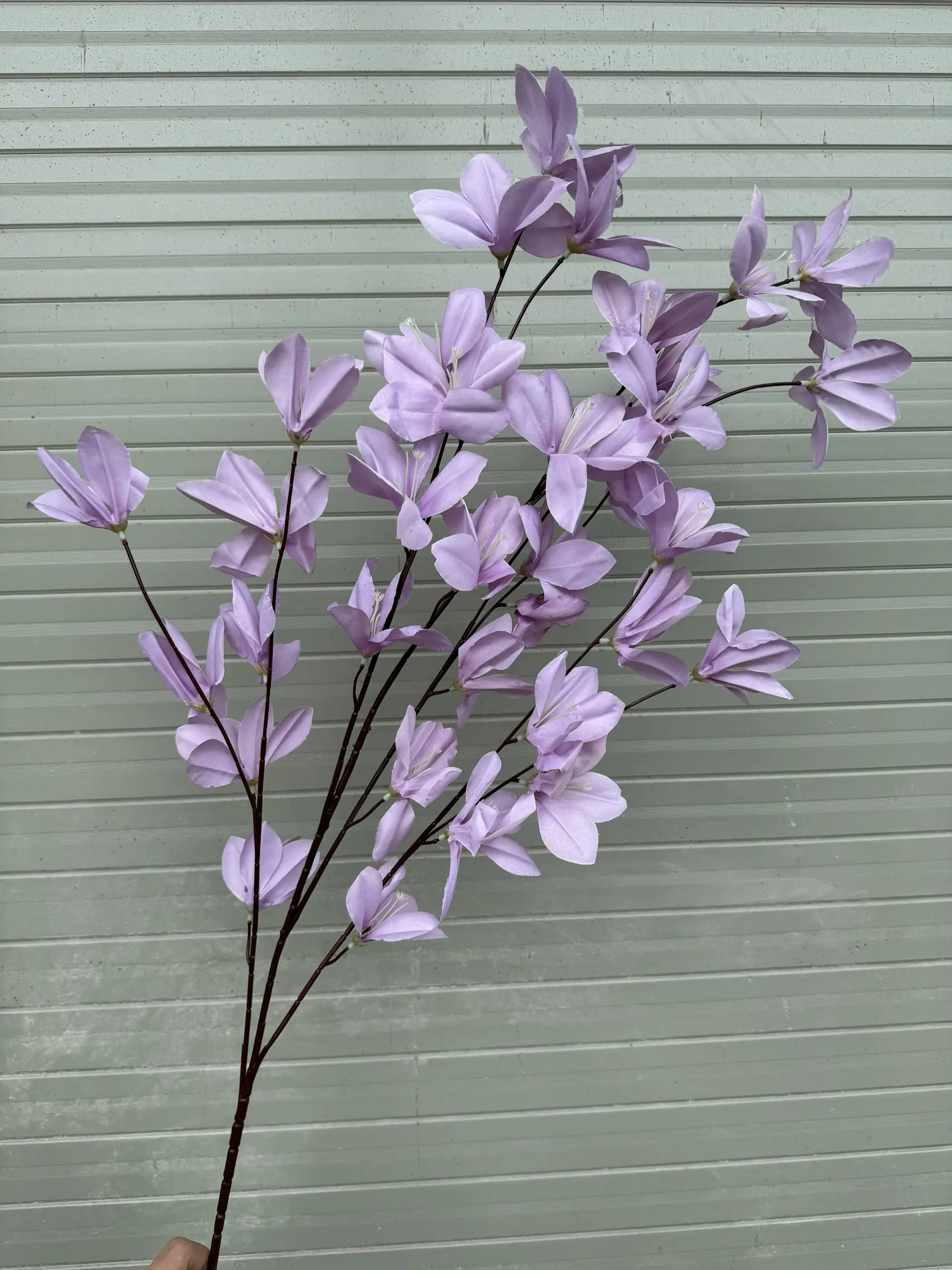 Hoa Ngọc Lan 5 Nhánh - Ảnh 10