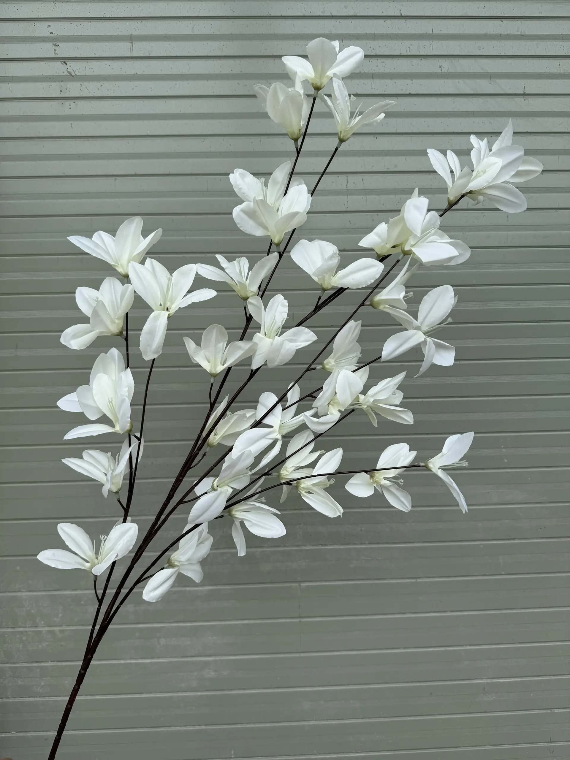 Hoa Ngọc Lan 5 Nhánh - Ảnh 12