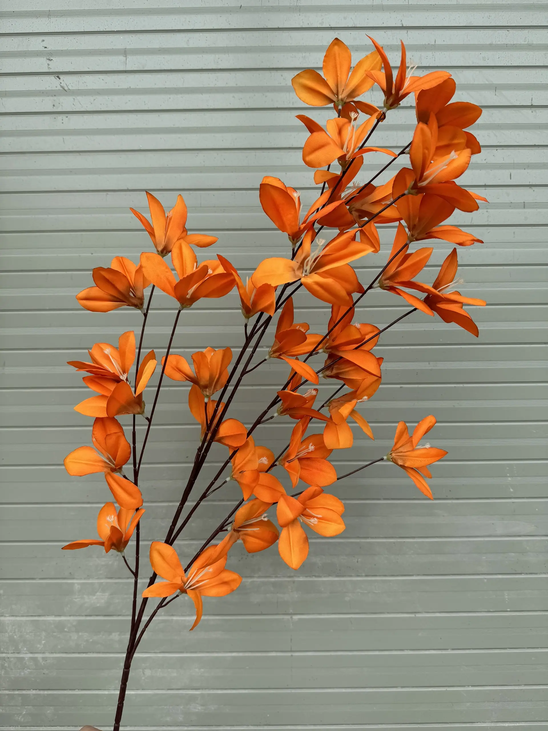 Hoa Ngọc Lan 5 Nhánh - Ảnh 13