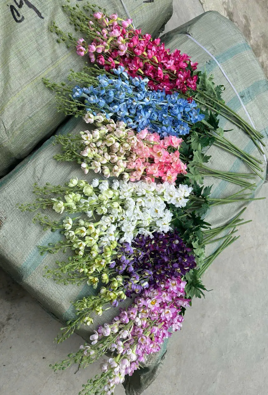 Hoa Phi Yến Vip Đủ Màu - Ảnh 7