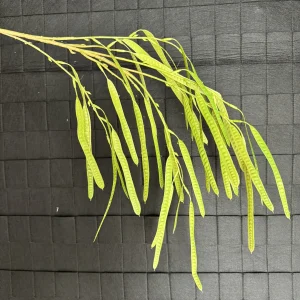 Hoa Quả Bồ Kết