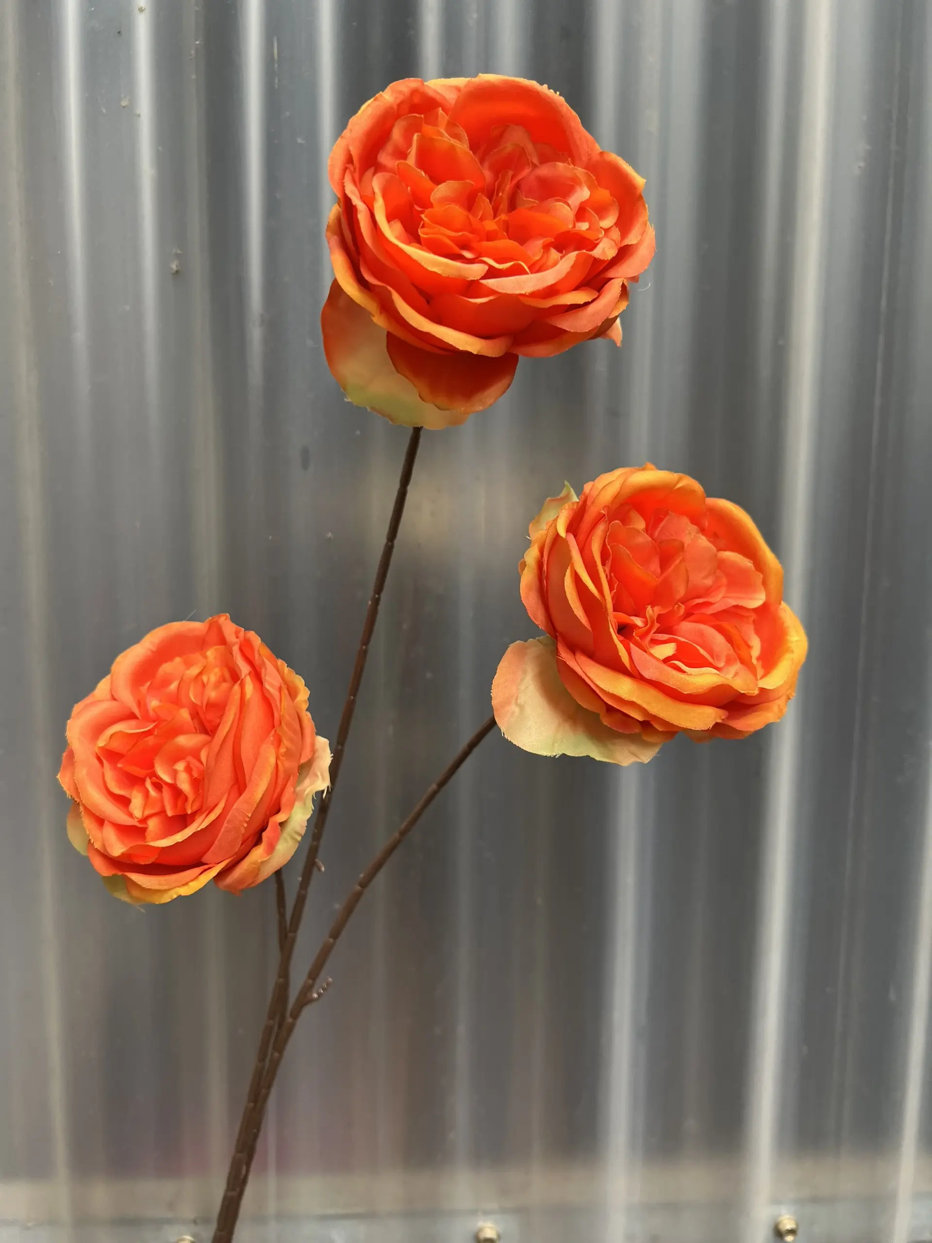 Hoa Trà Ohara - Ảnh 6