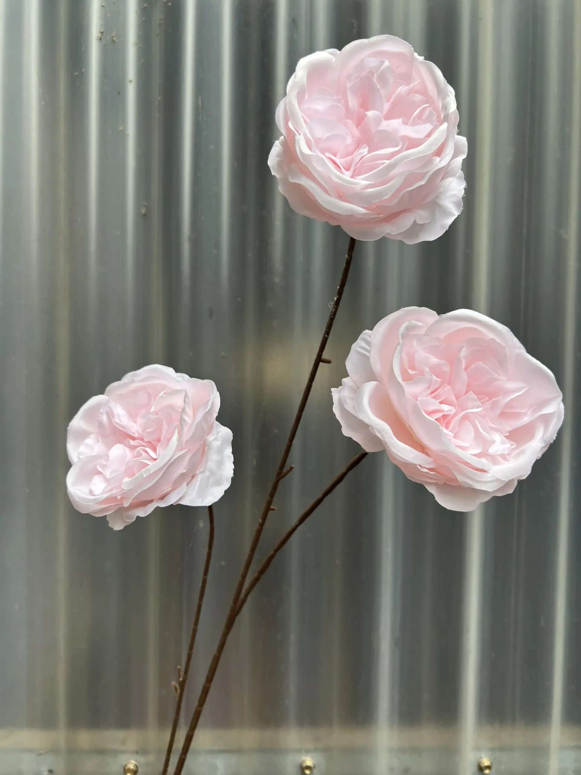 Hoa Trà Ohara - Ảnh 13