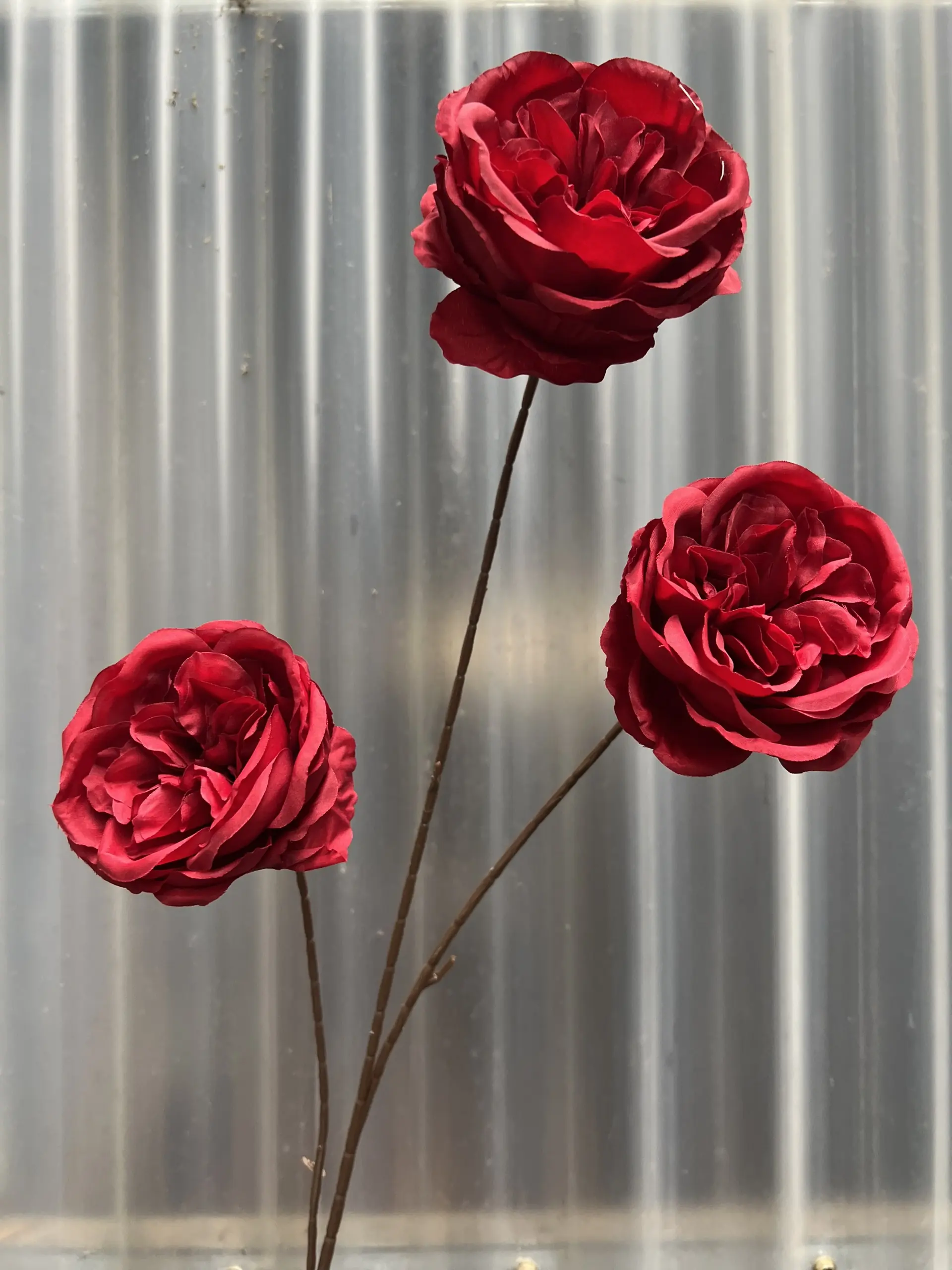 Hoa Trà Ohara - Ảnh 16