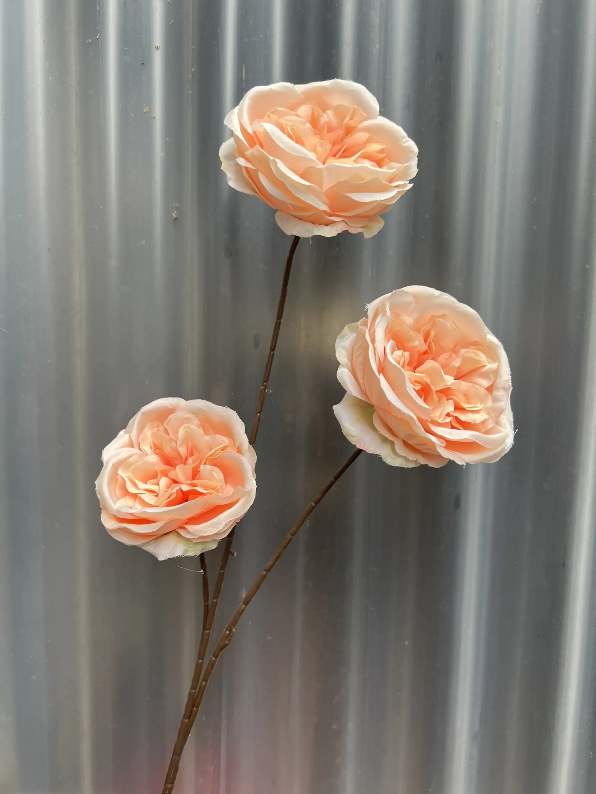 Hoa Trà Ohara - Ảnh 24