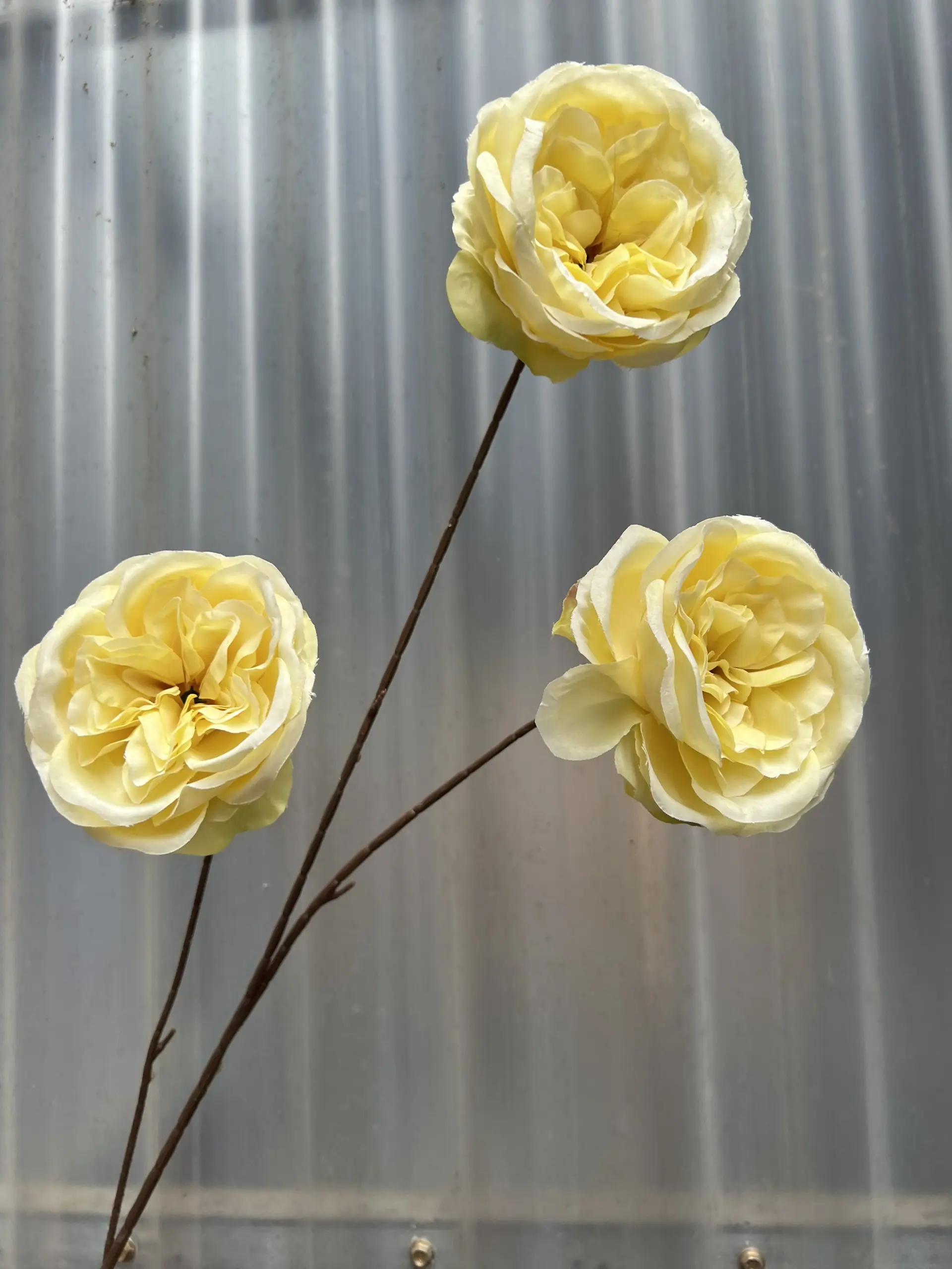 Hoa Trà Ohara - Ảnh 27