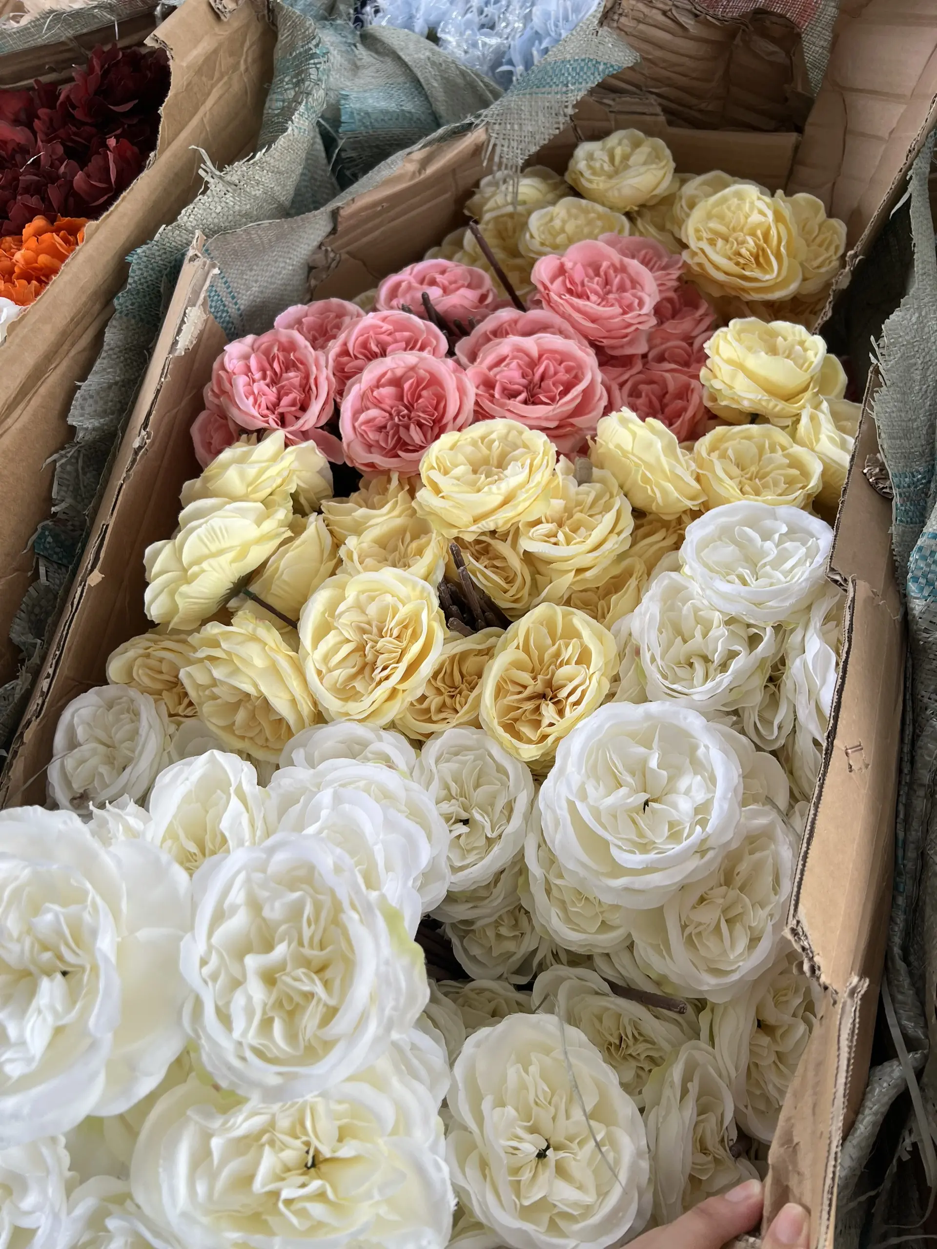 Hoa Trà Ohara - Ảnh 30