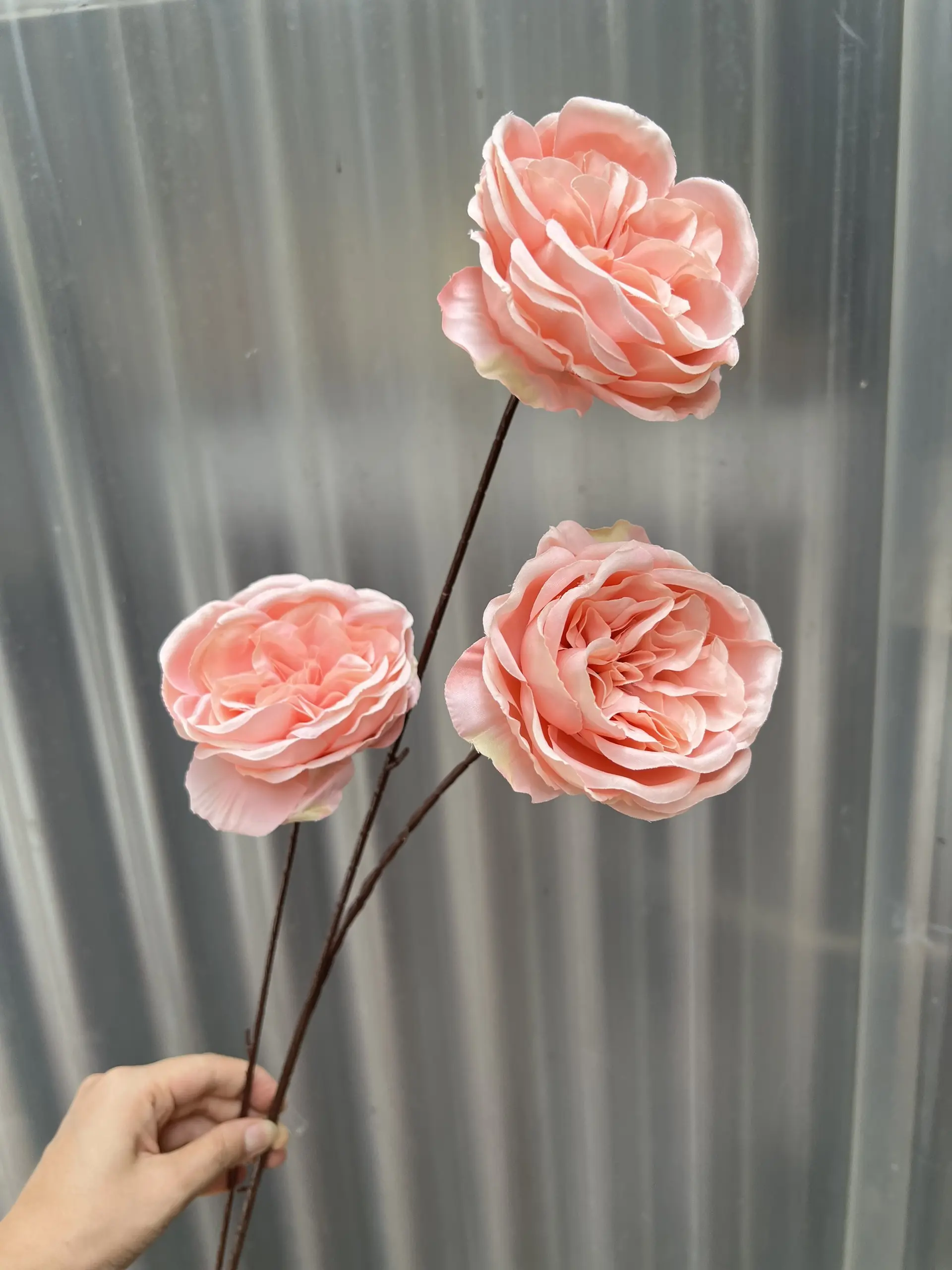 Hoa Trà Ohara - Ảnh 33