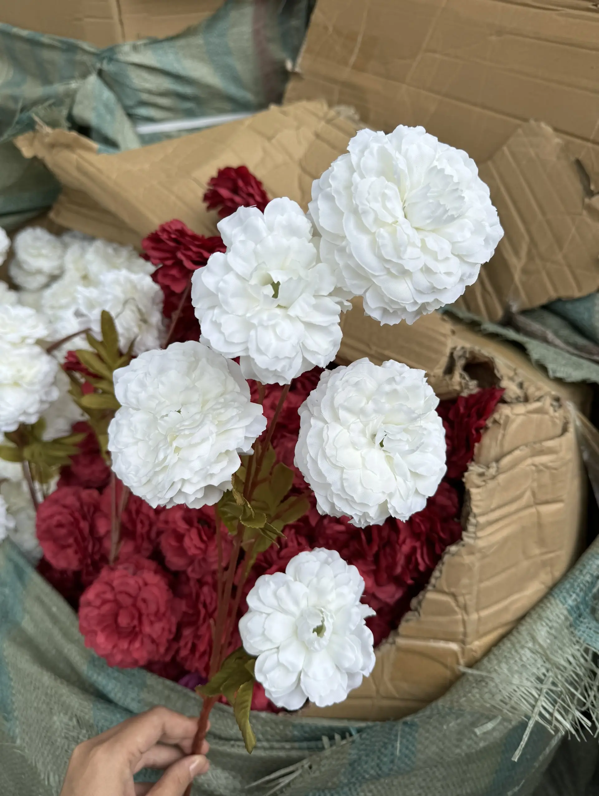 Hoa Trà Xoăn 16, - Ảnh 2