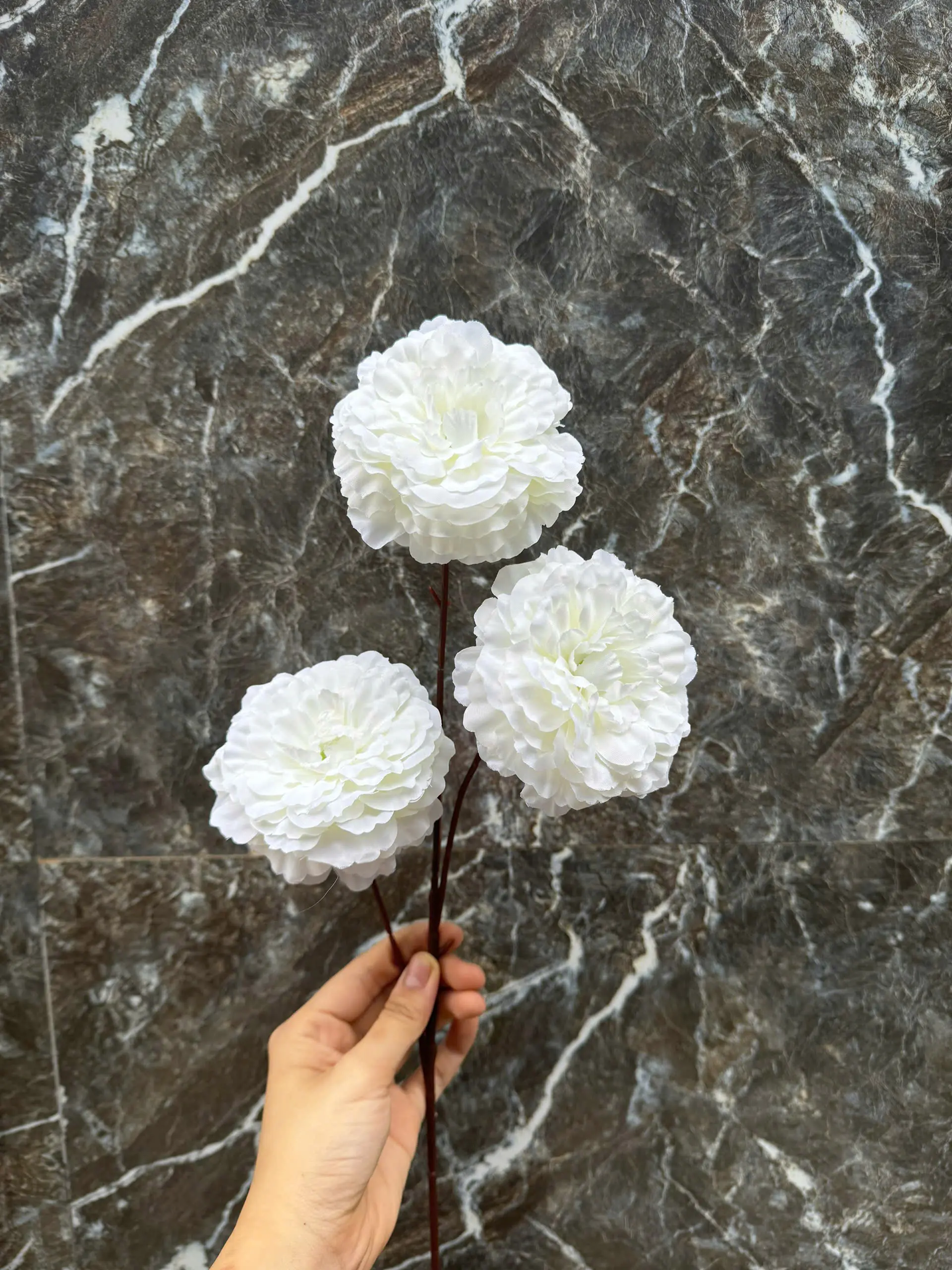 Hoa Trà Xoăn Vn - Ảnh 4