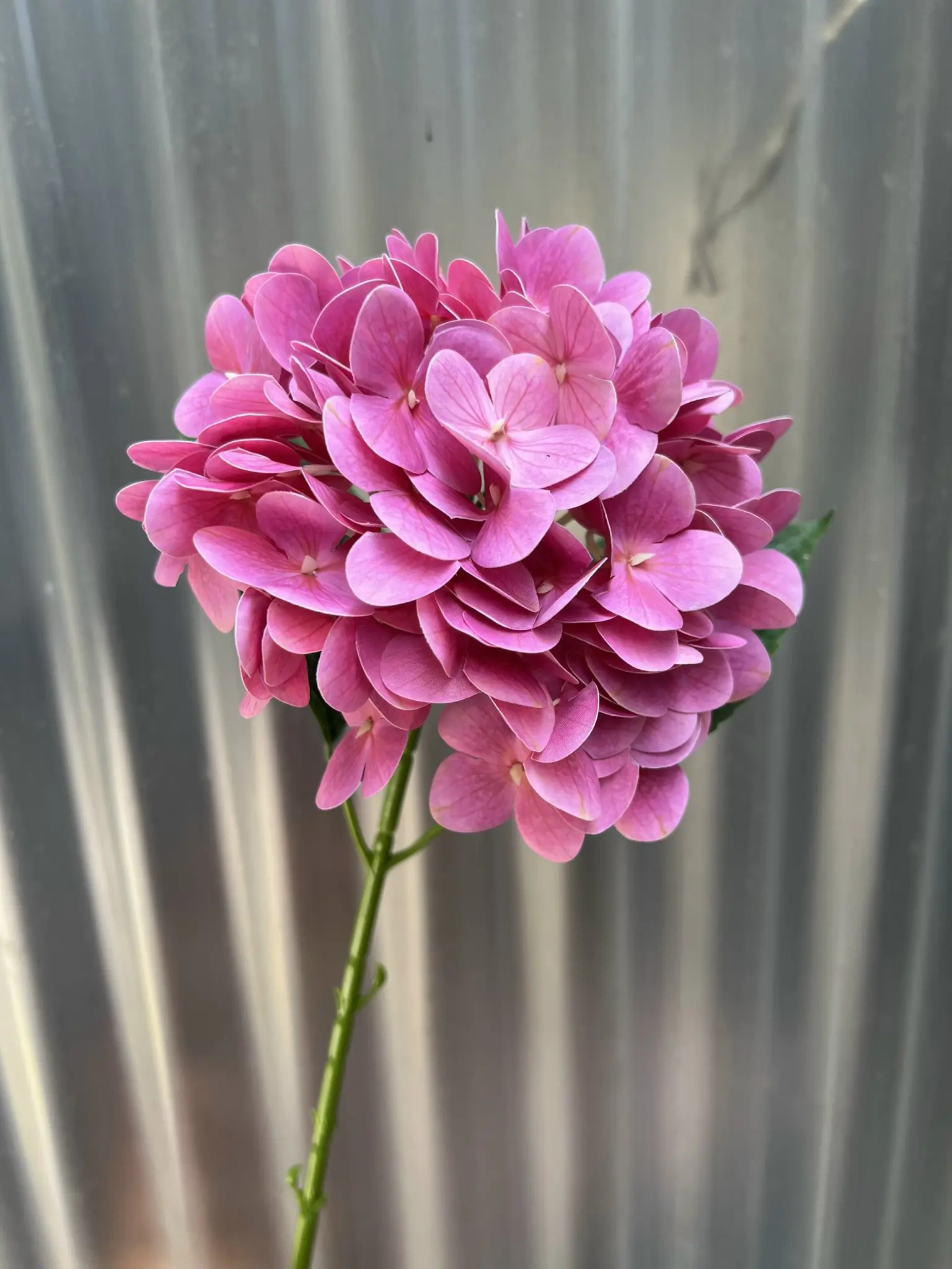 Hoa Tú Cầu Cao Su 1 Bông - Ảnh 2