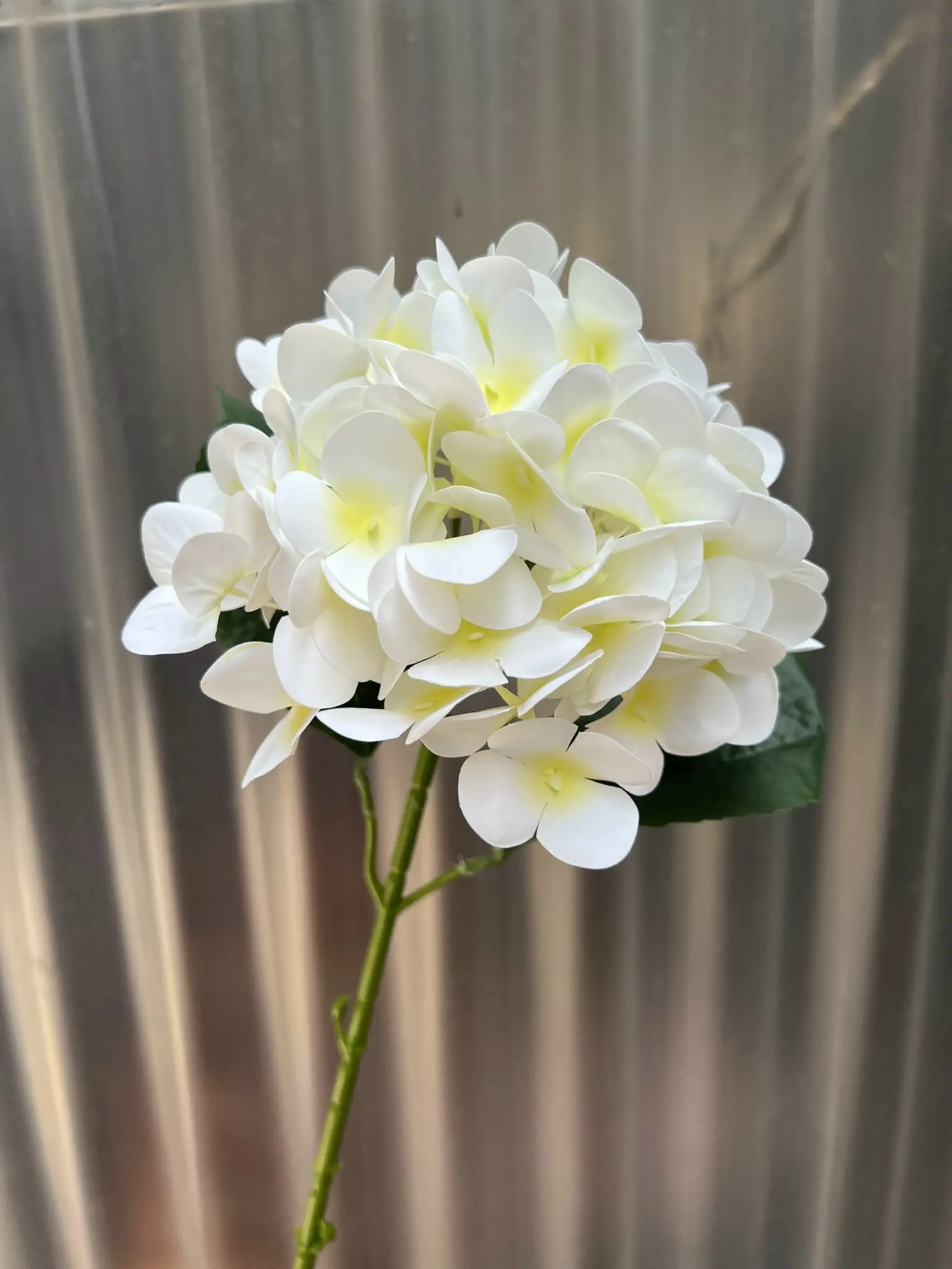 Hoa Tú Cầu Cao Su 1 Bông - Ảnh 4