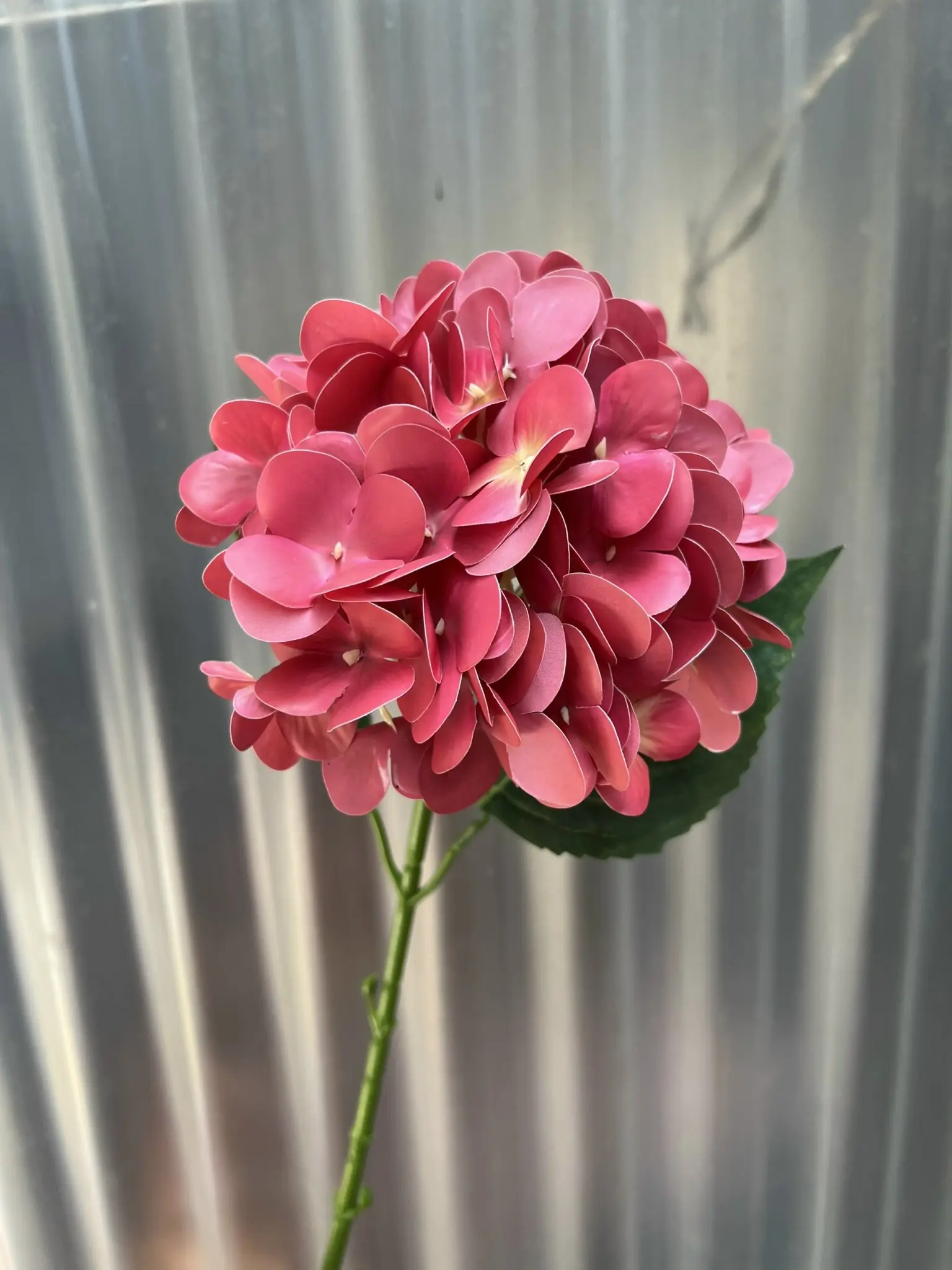 Hoa Tú Cầu Cao Su 1 Bông - Ảnh 5