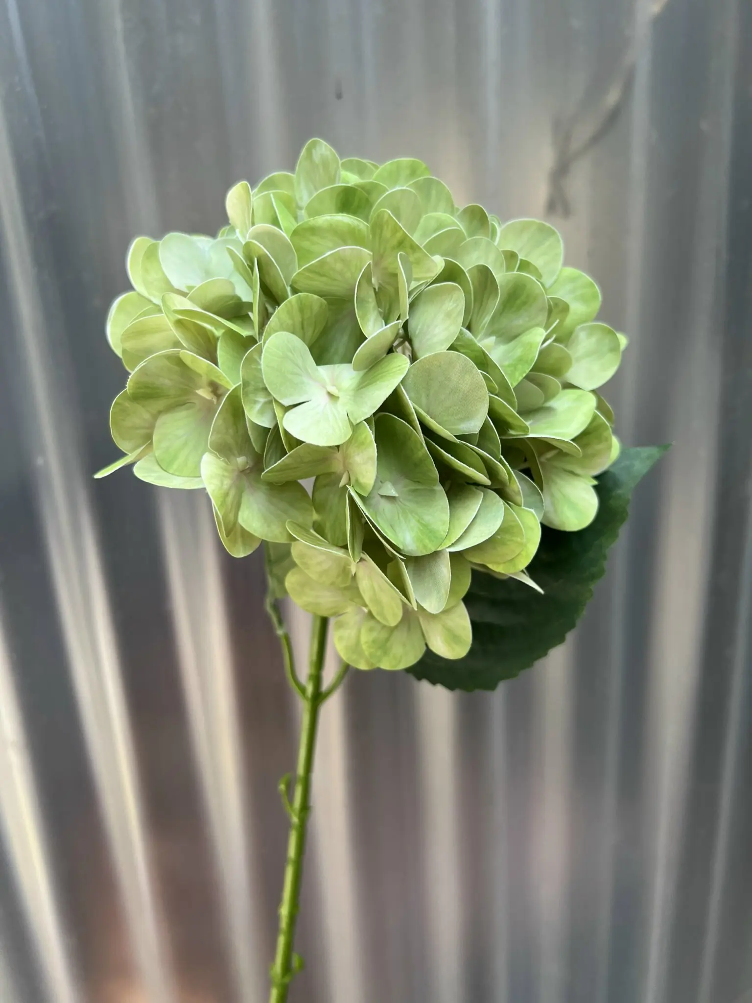 Hoa Tú Cầu Cao Su 1 Bông - Ảnh 6