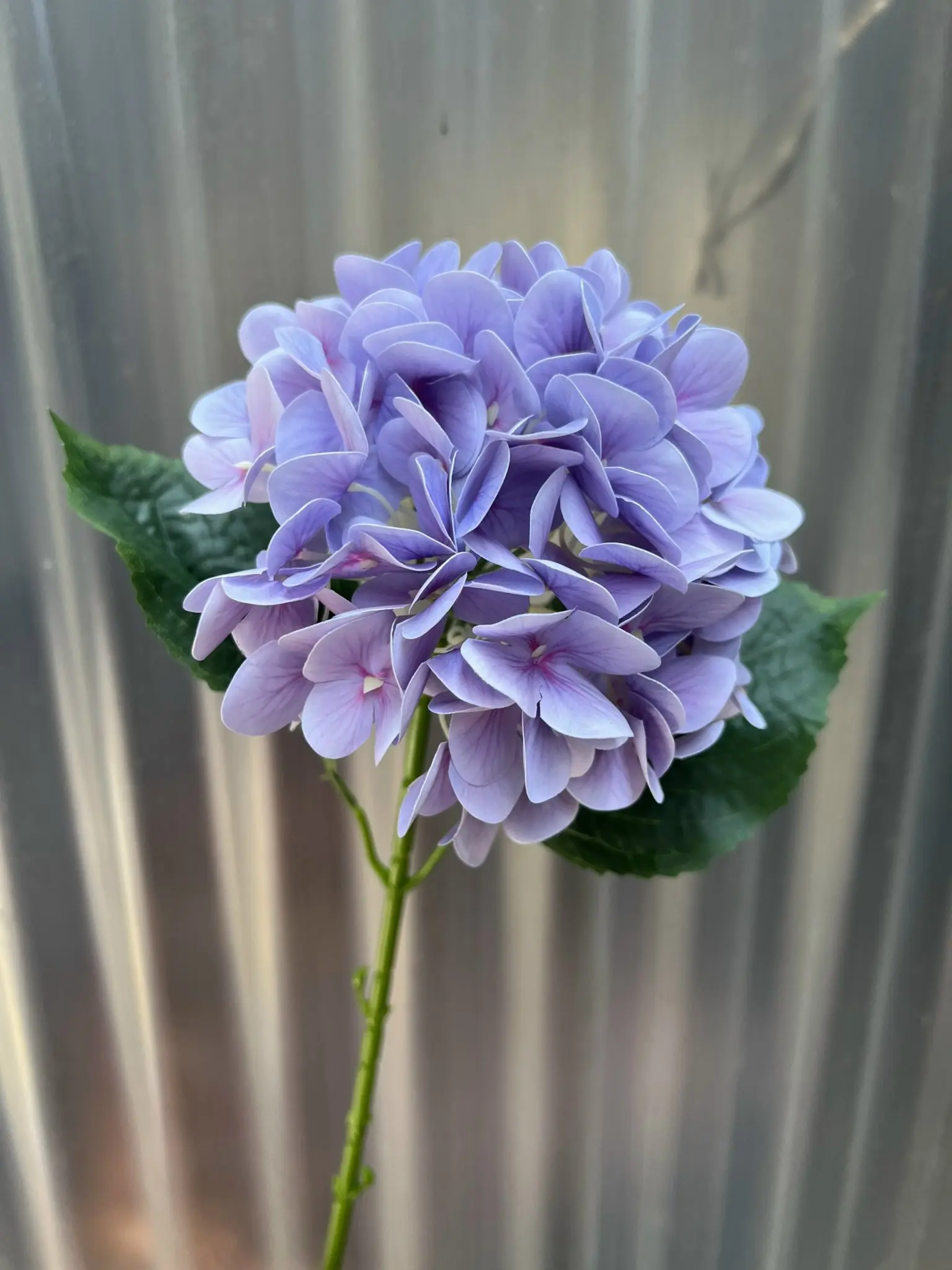 Hoa Tú Cầu Cao Su 1 Bông - Ảnh 8