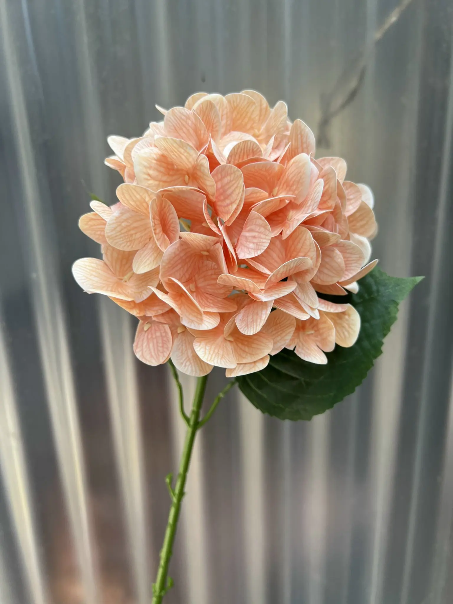 Hoa Tú Cầu Cao Su 1 Bông - Ảnh 10