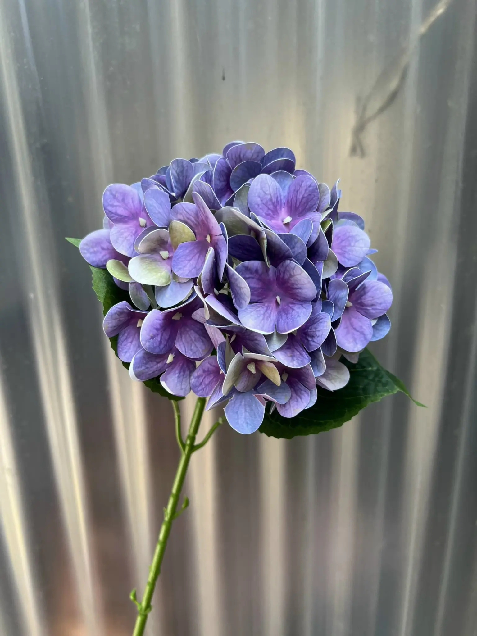 Hoa Tú Cầu Cao Su 1 Bông - Ảnh 11