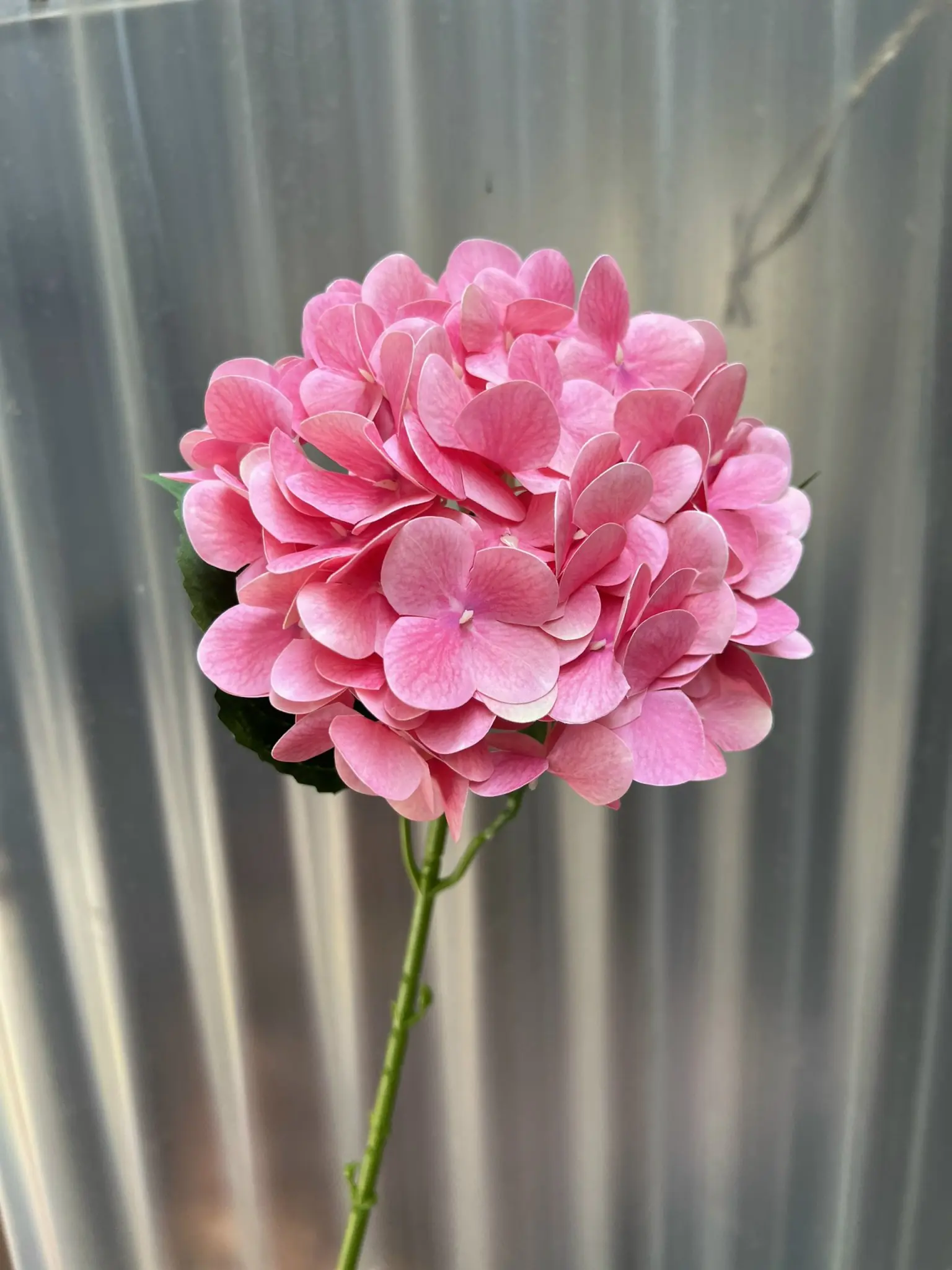 Hoa Tú Cầu Cao Su 1 Bông - Ảnh 12