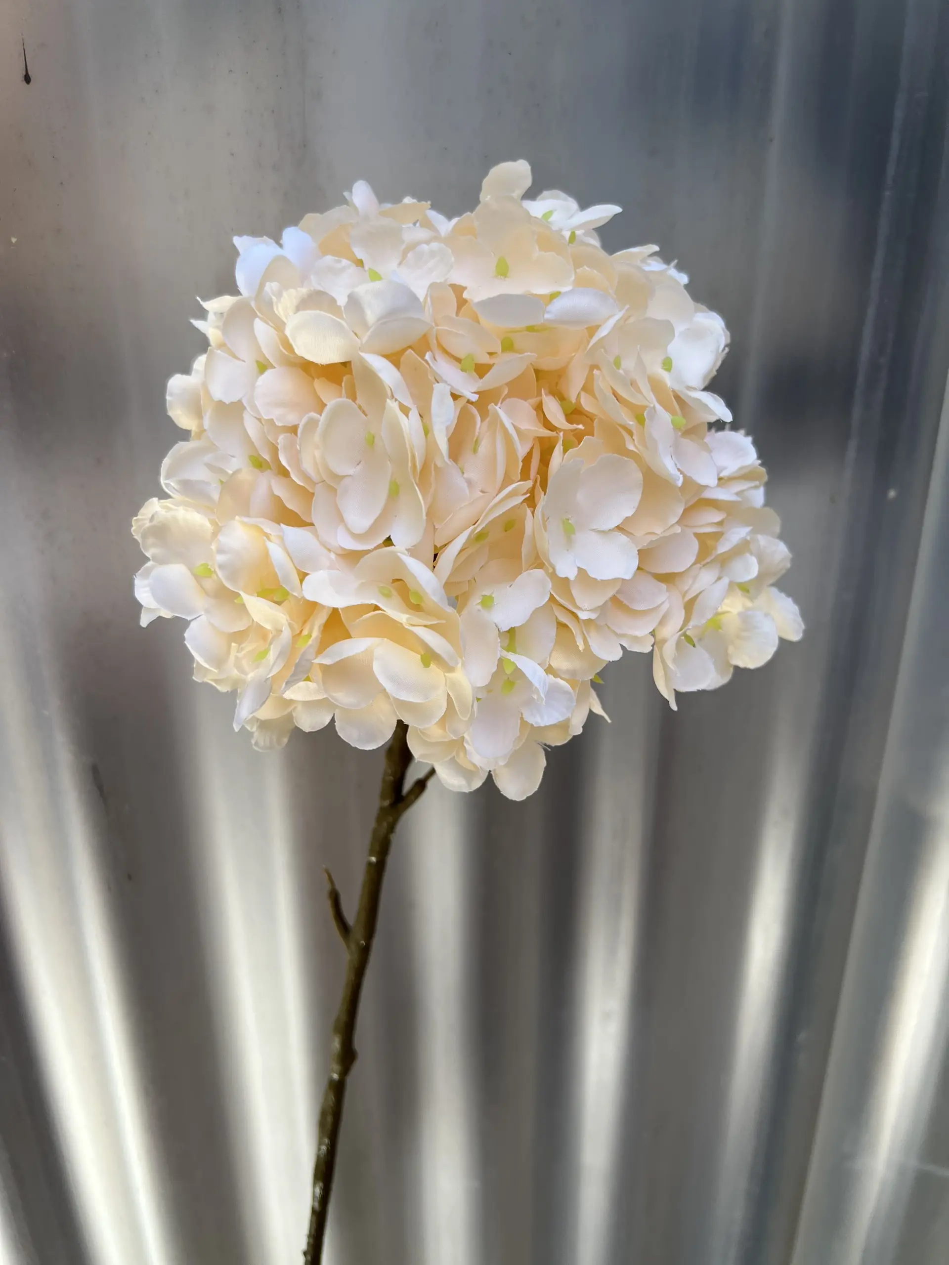 Hoa Tú Cầu Đại 1 Bông - Ảnh 3