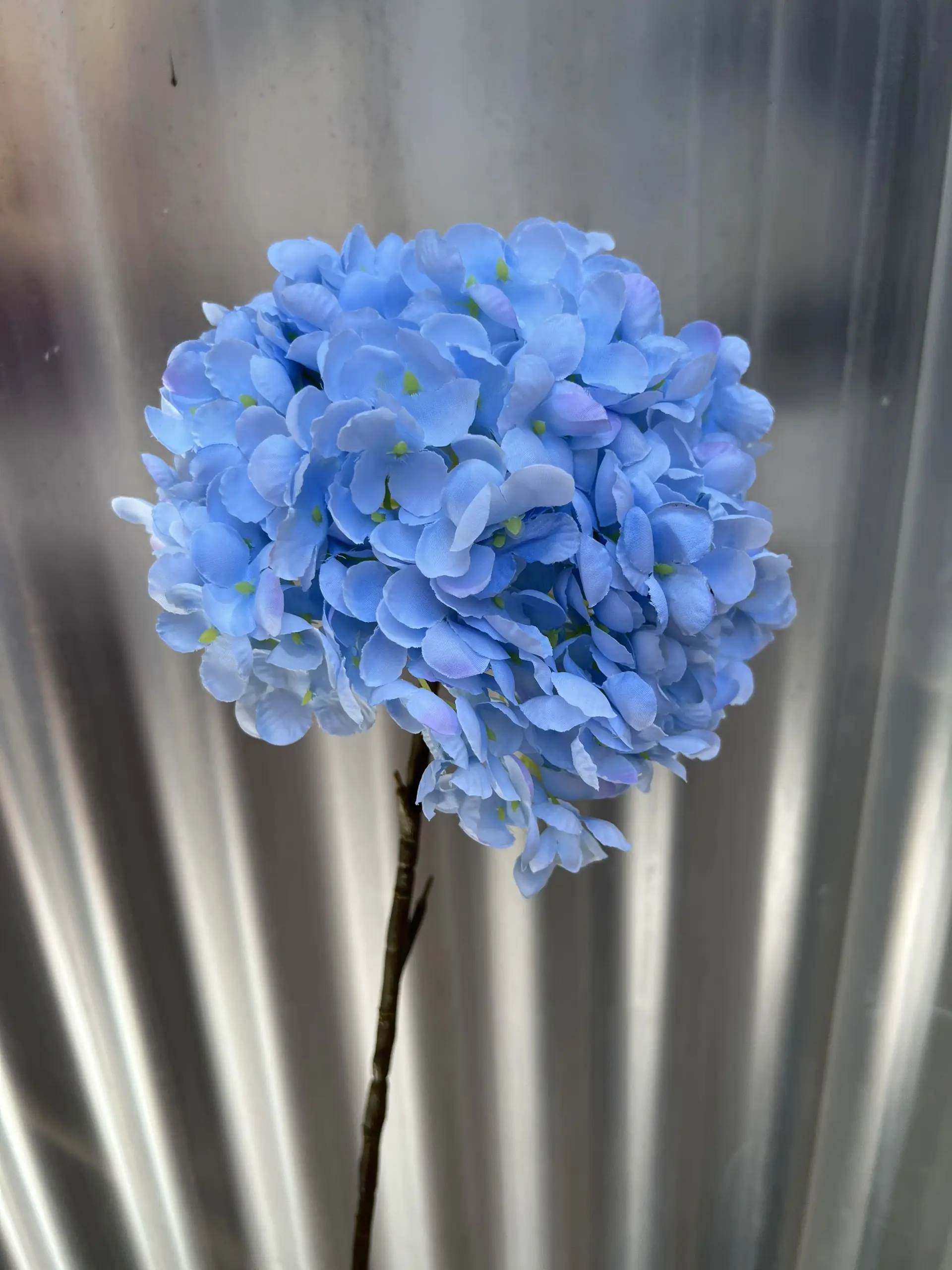 Hoa Tú Cầu Đại 1 Bông - Ảnh 13