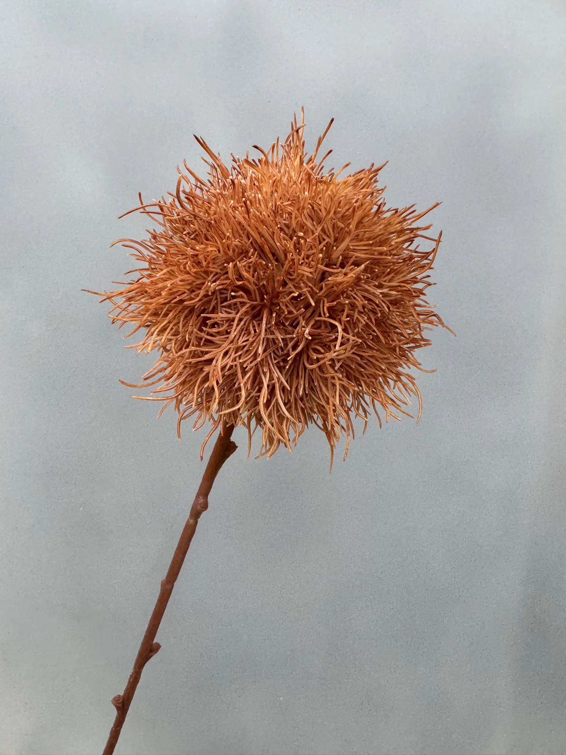 Hoa Tú Cầu Gai - Ảnh 3