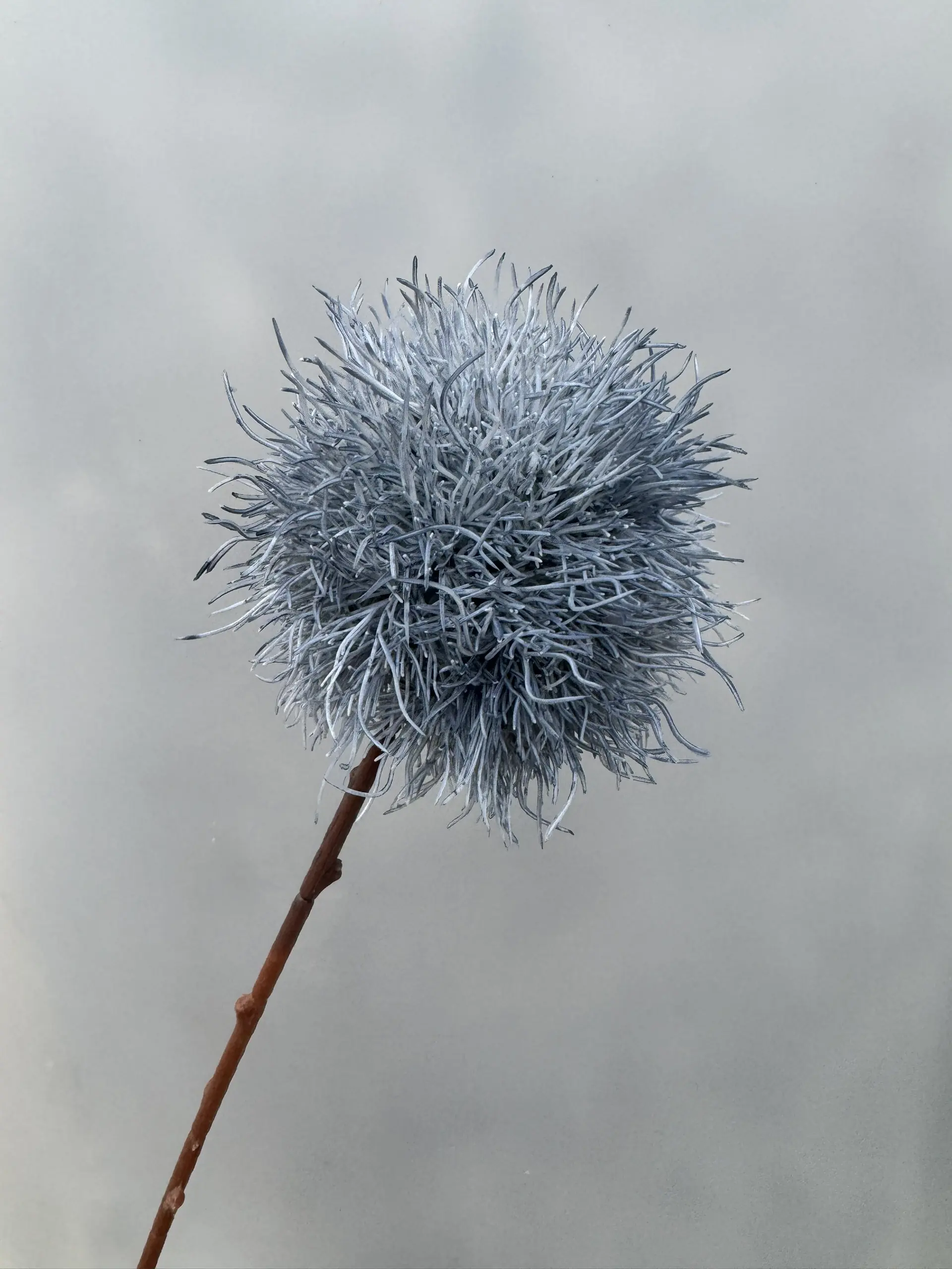 Hoa Tú Cầu Gai - Ảnh 5