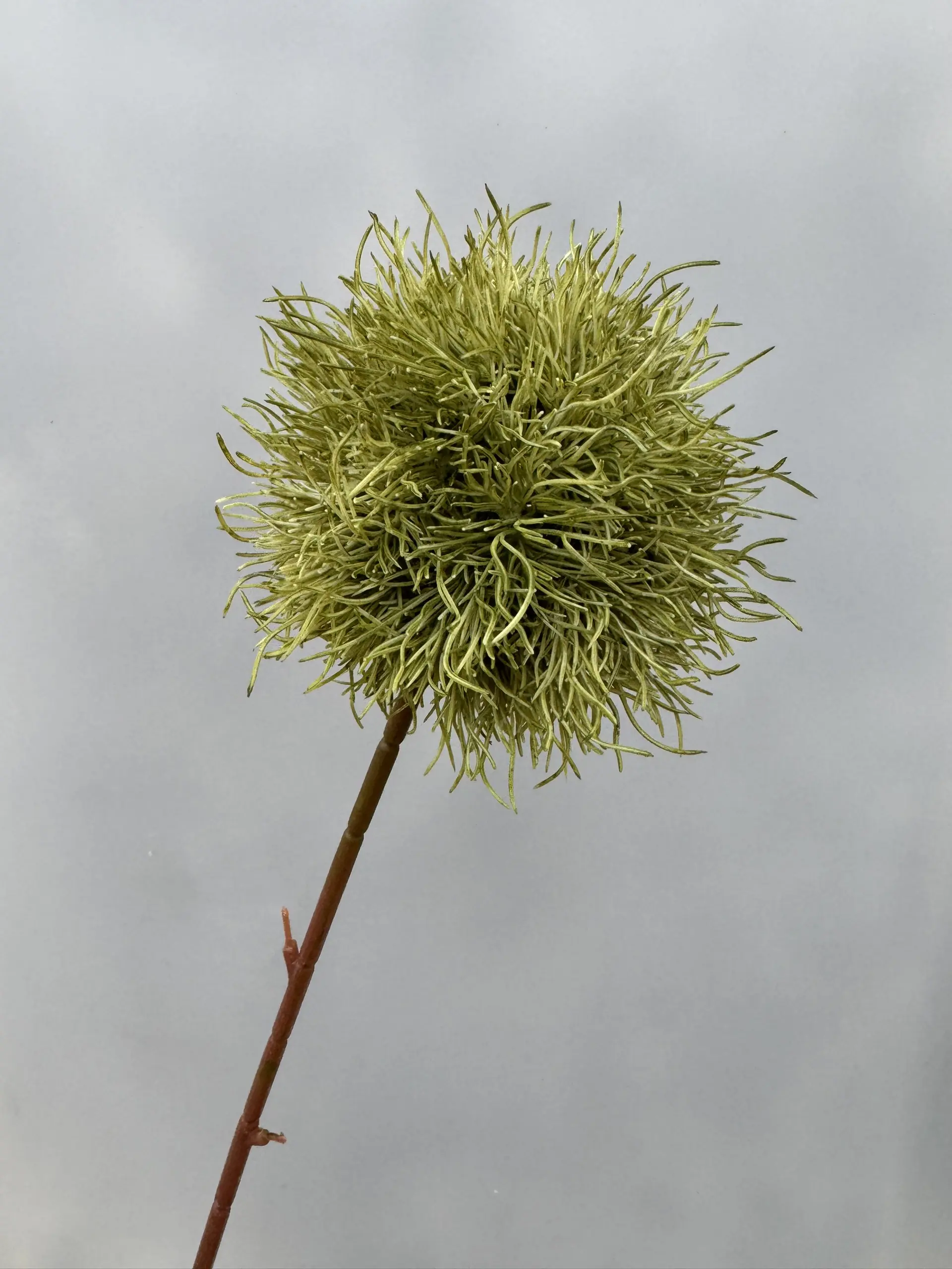 Hoa Tú Cầu Gai - Ảnh 6