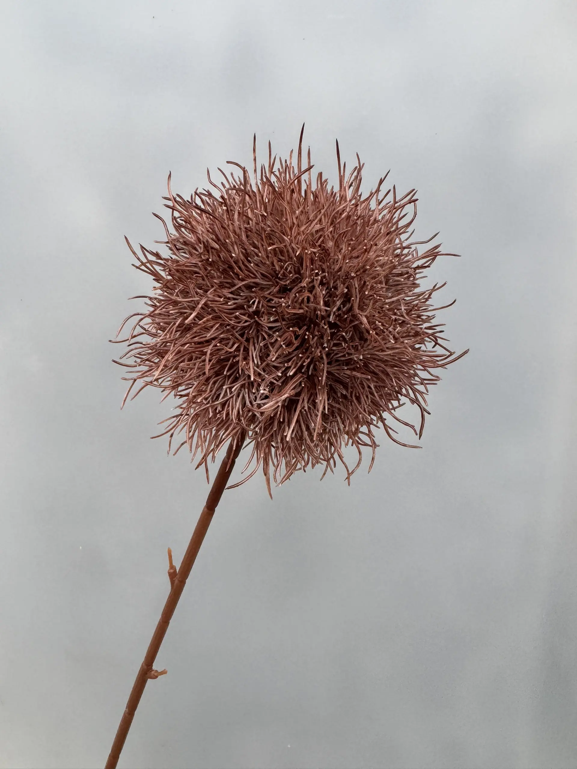 Hoa Tú Cầu Gai - Ảnh 7