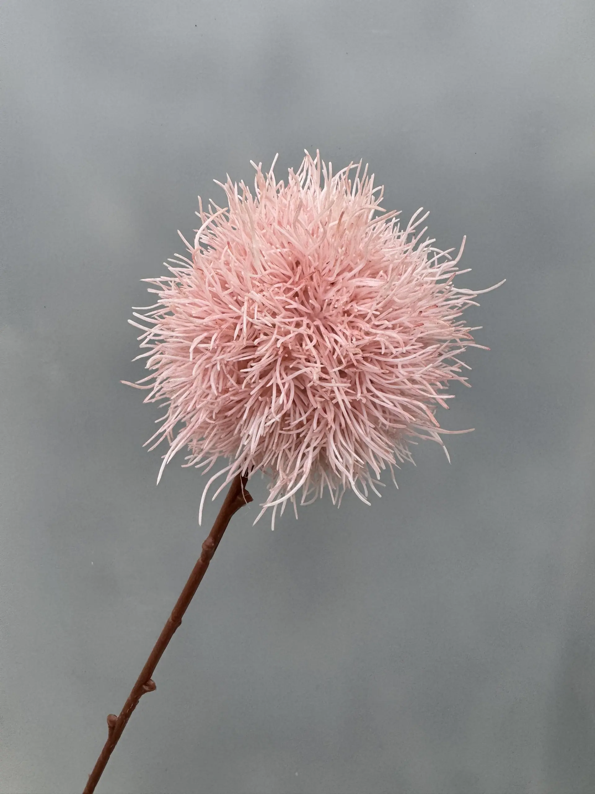 Hoa Tú Cầu Gai - Ảnh 8