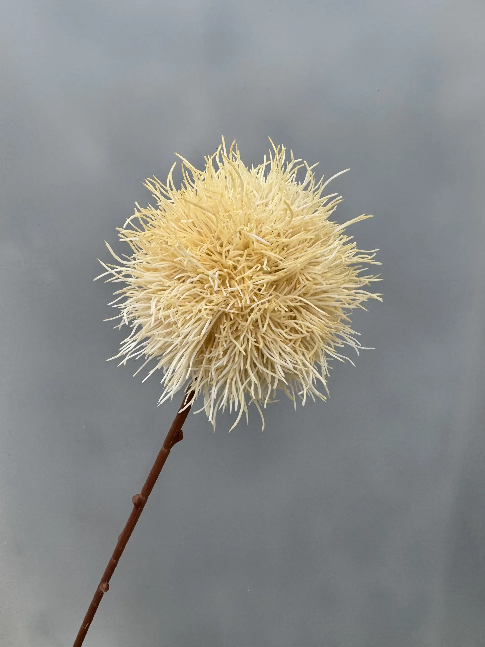 Hoa Tú Cầu Gai - Ảnh 9