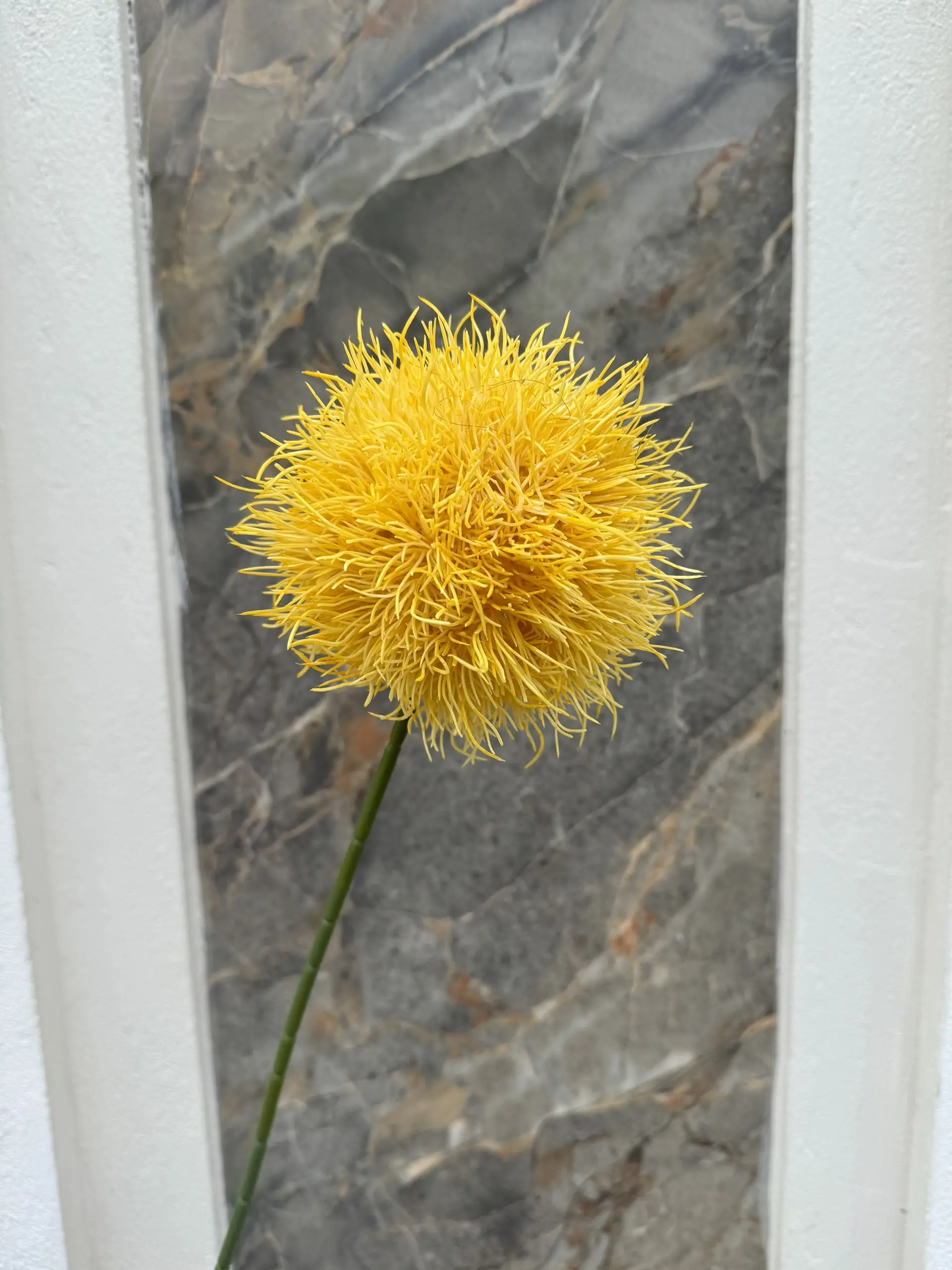 Hoa Tú Cầu Gai - Ảnh 10