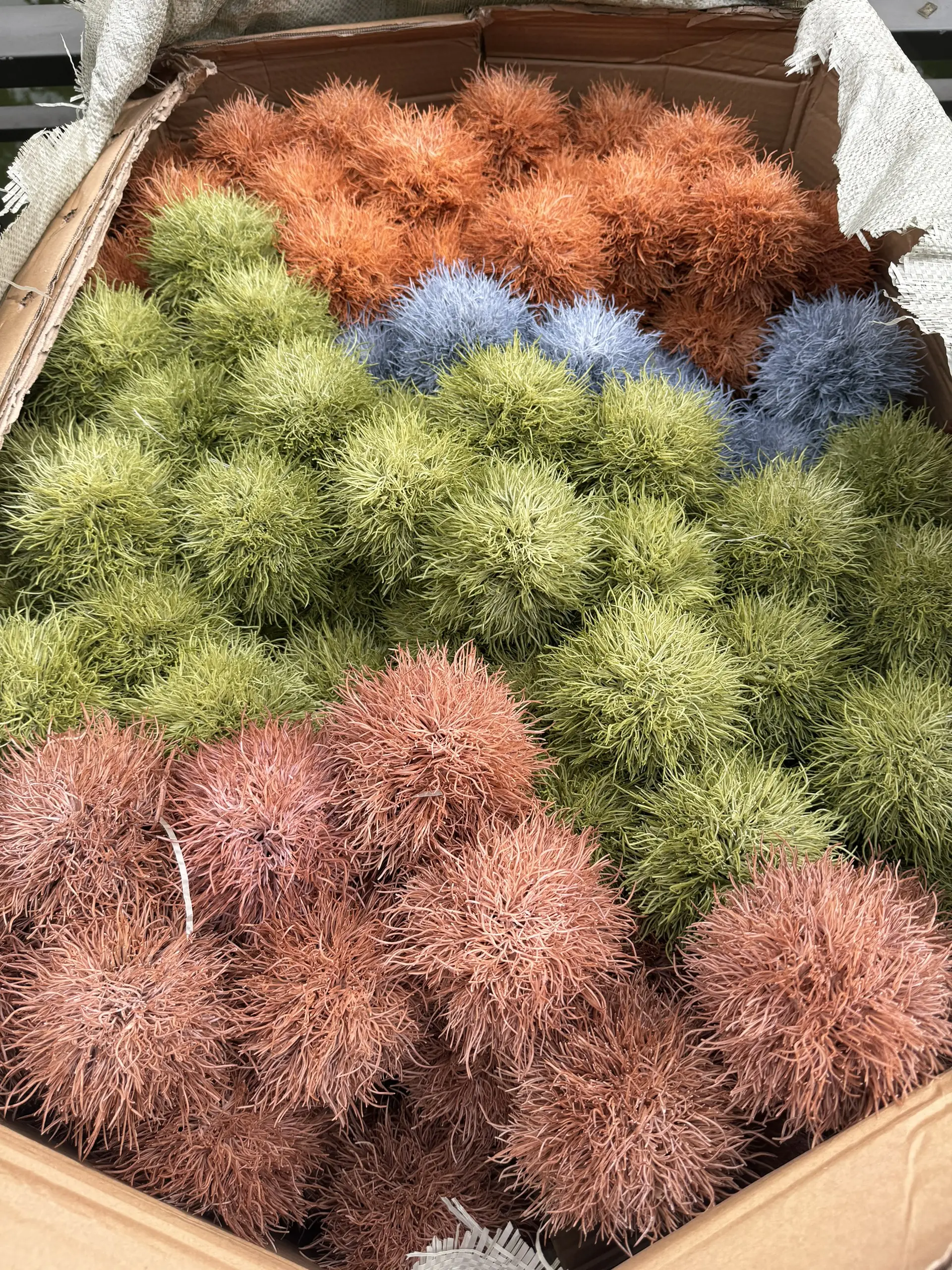 Hoa Tú Cầu Gai - Ảnh 11