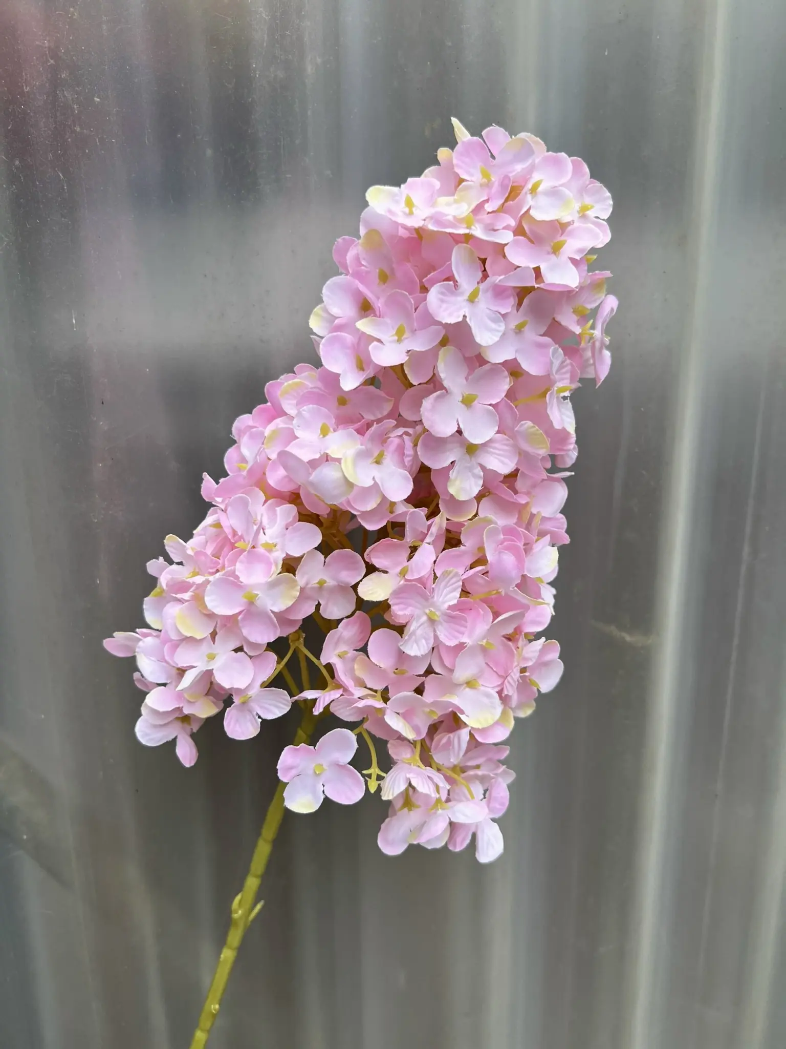 Hoa Tú Càu Lê - Ảnh 3