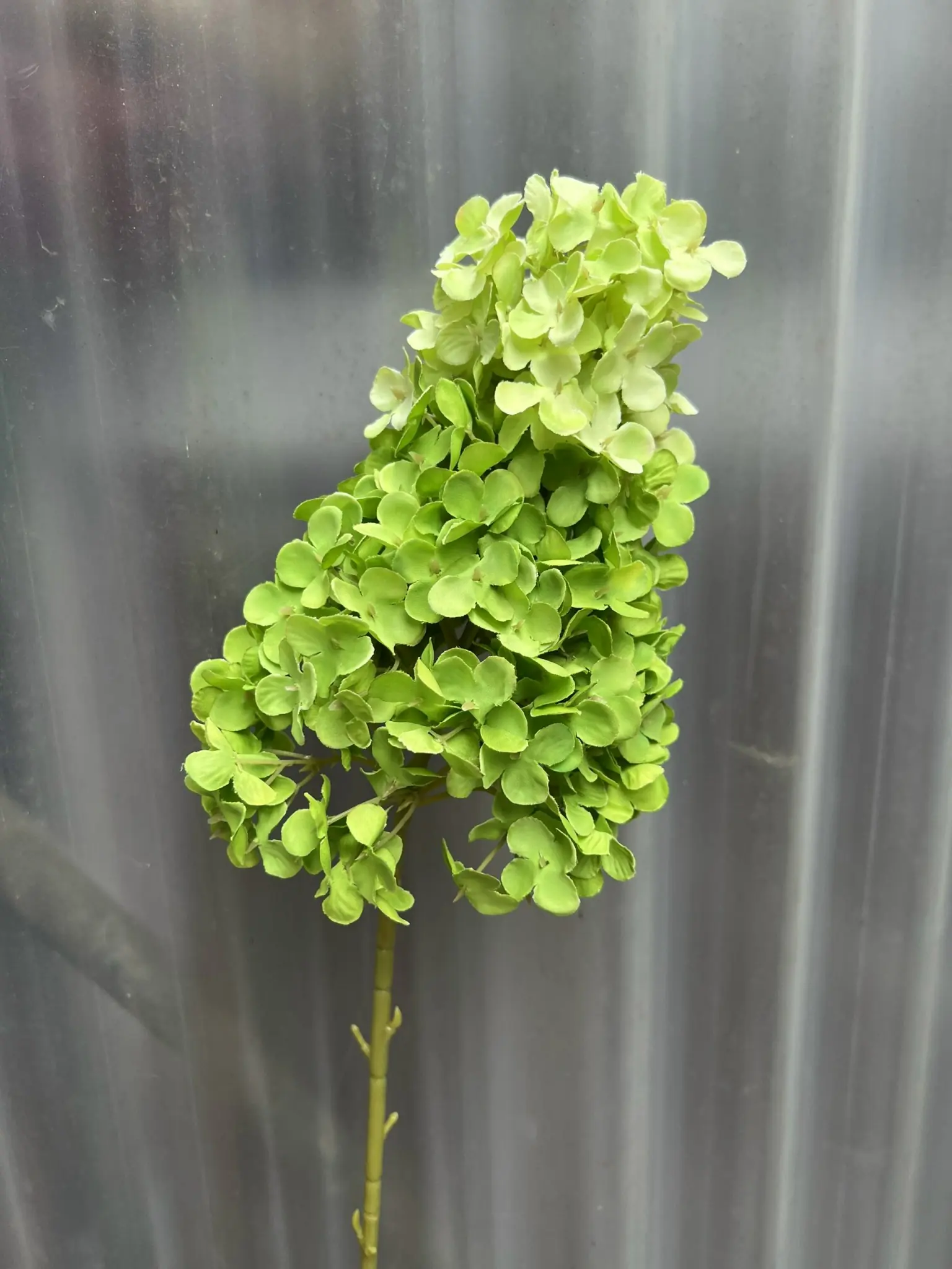 Hoa Tú Càu Lê - Ảnh 4