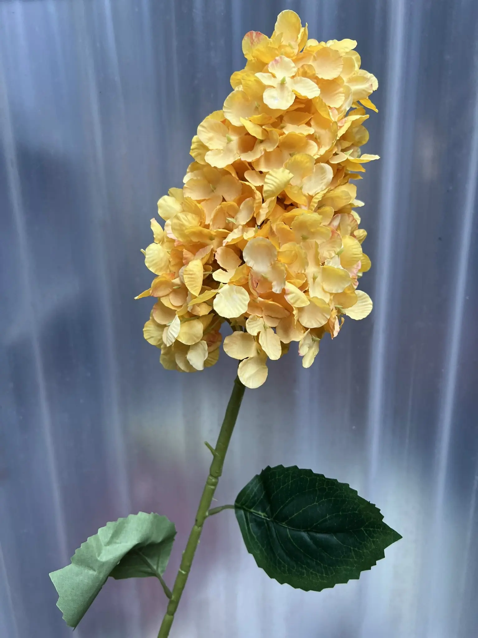 Hoa Tú Càu Lê - Ảnh 5