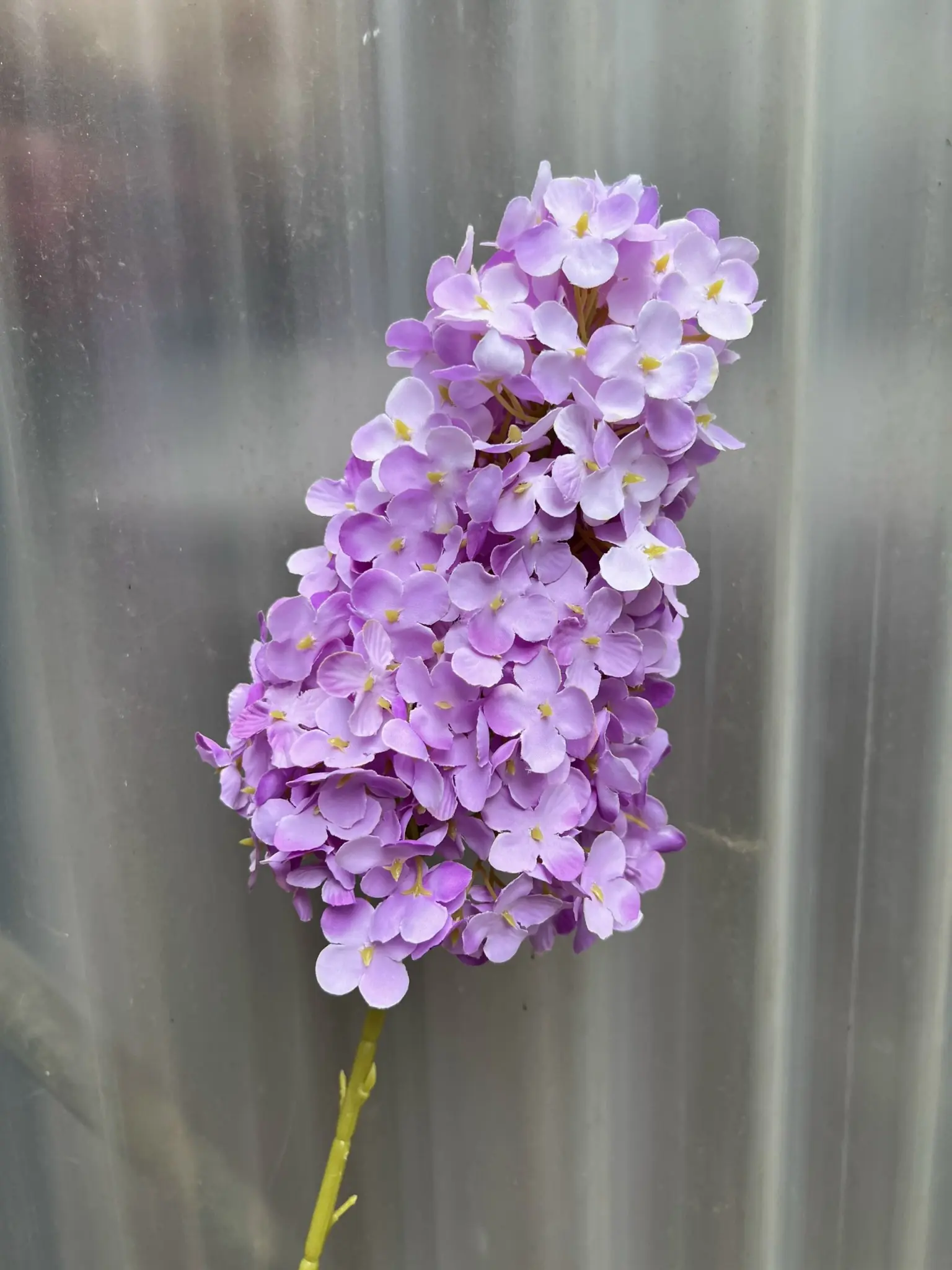 Hoa Tú Càu Lê - Ảnh 7